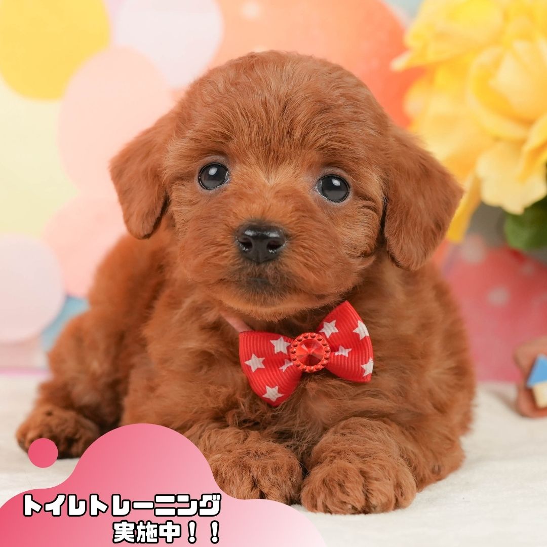 トイ・プードル | 女の子 | レッド | 2026年1月13日
