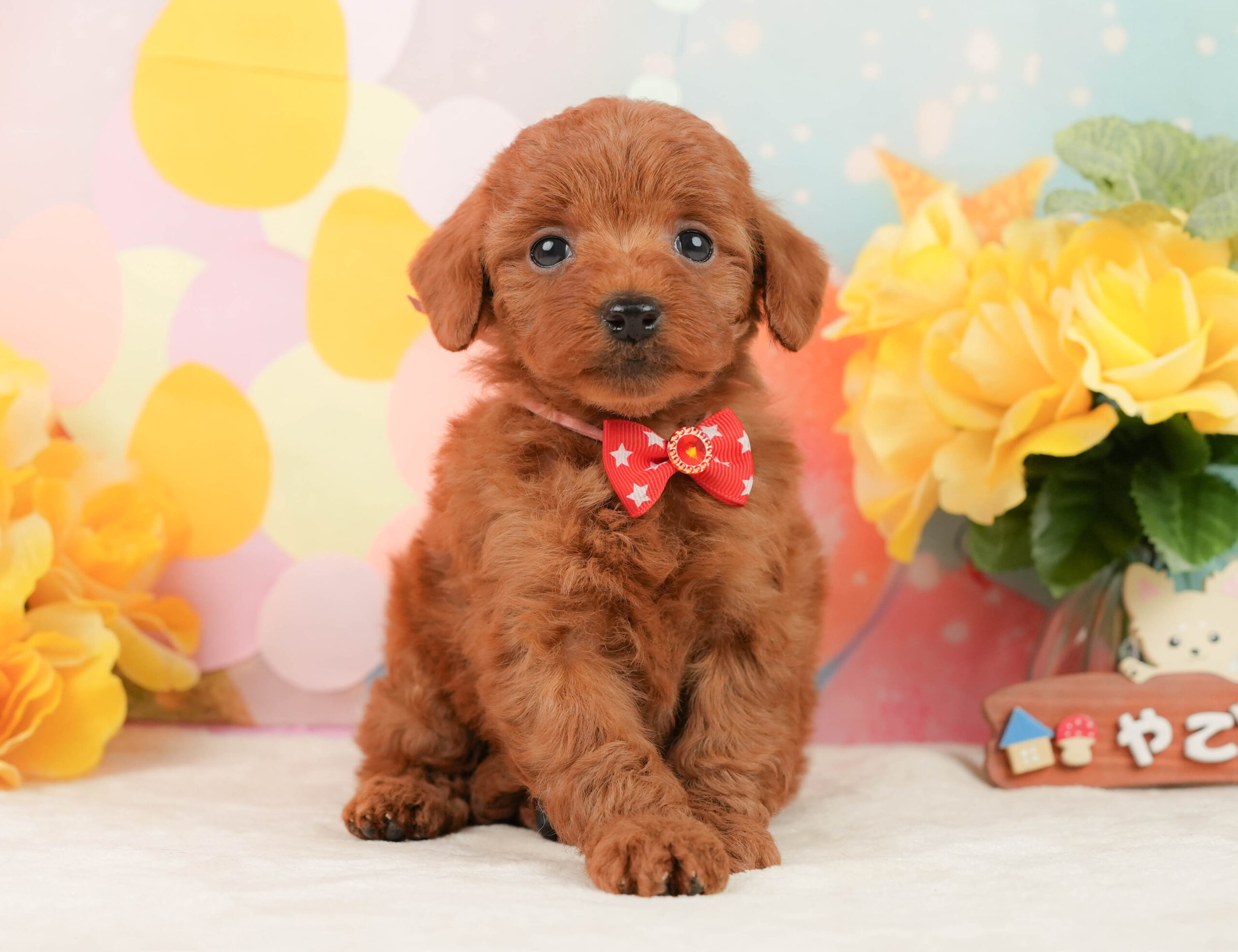 トイ・プードル | 女の子 | レッド | 2026年1月13日