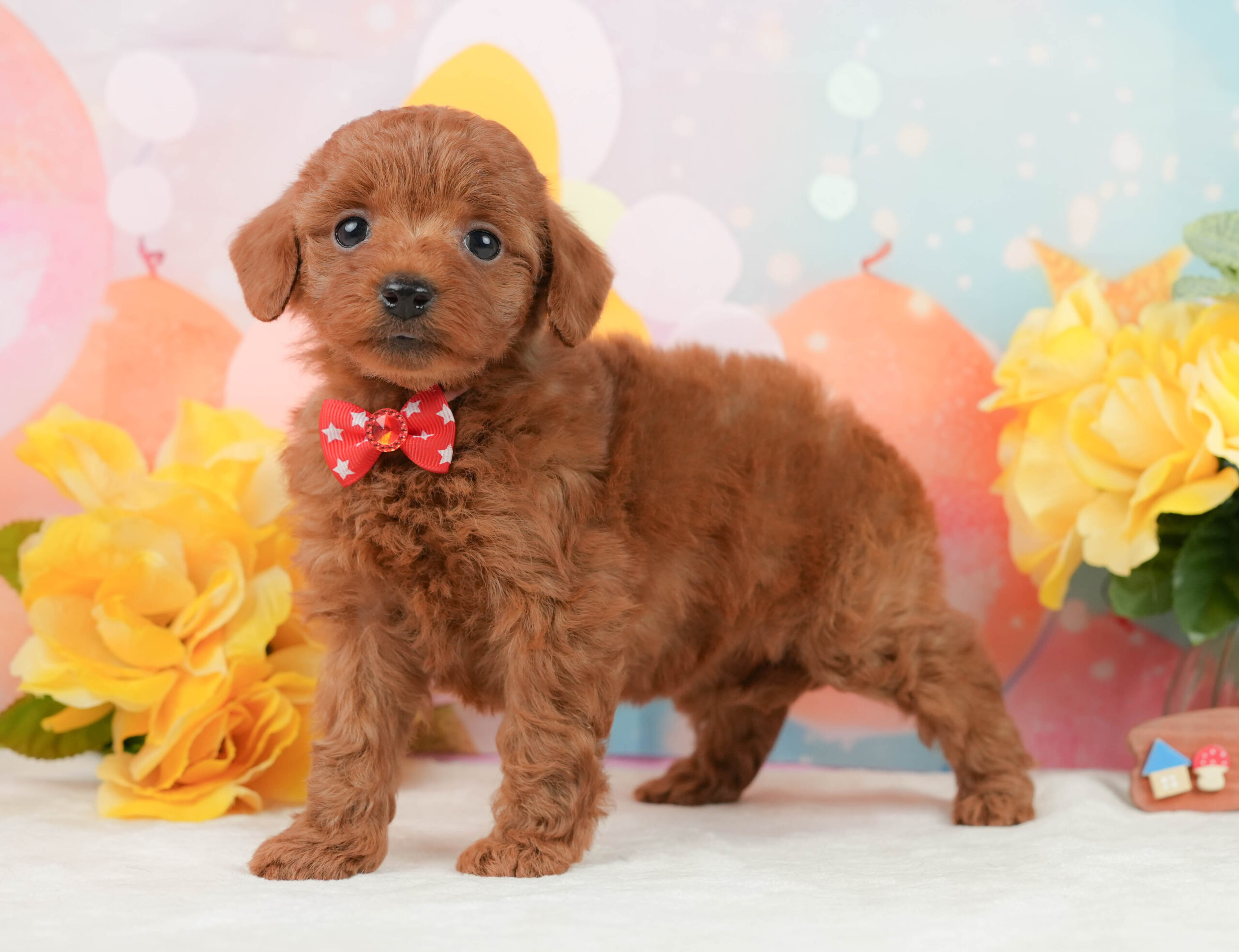 トイ・プードル | 女の子 | レッド | 2026年1月13日