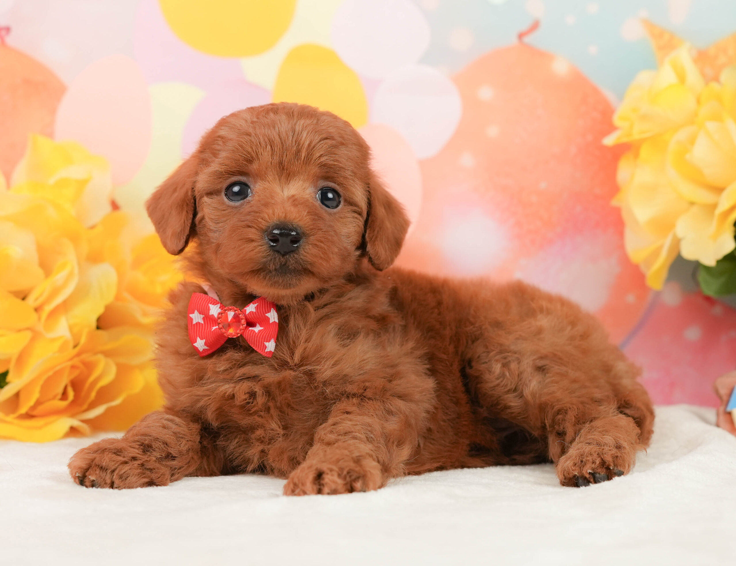 トイ・プードル | 女の子 | レッド | 2026年1月13日