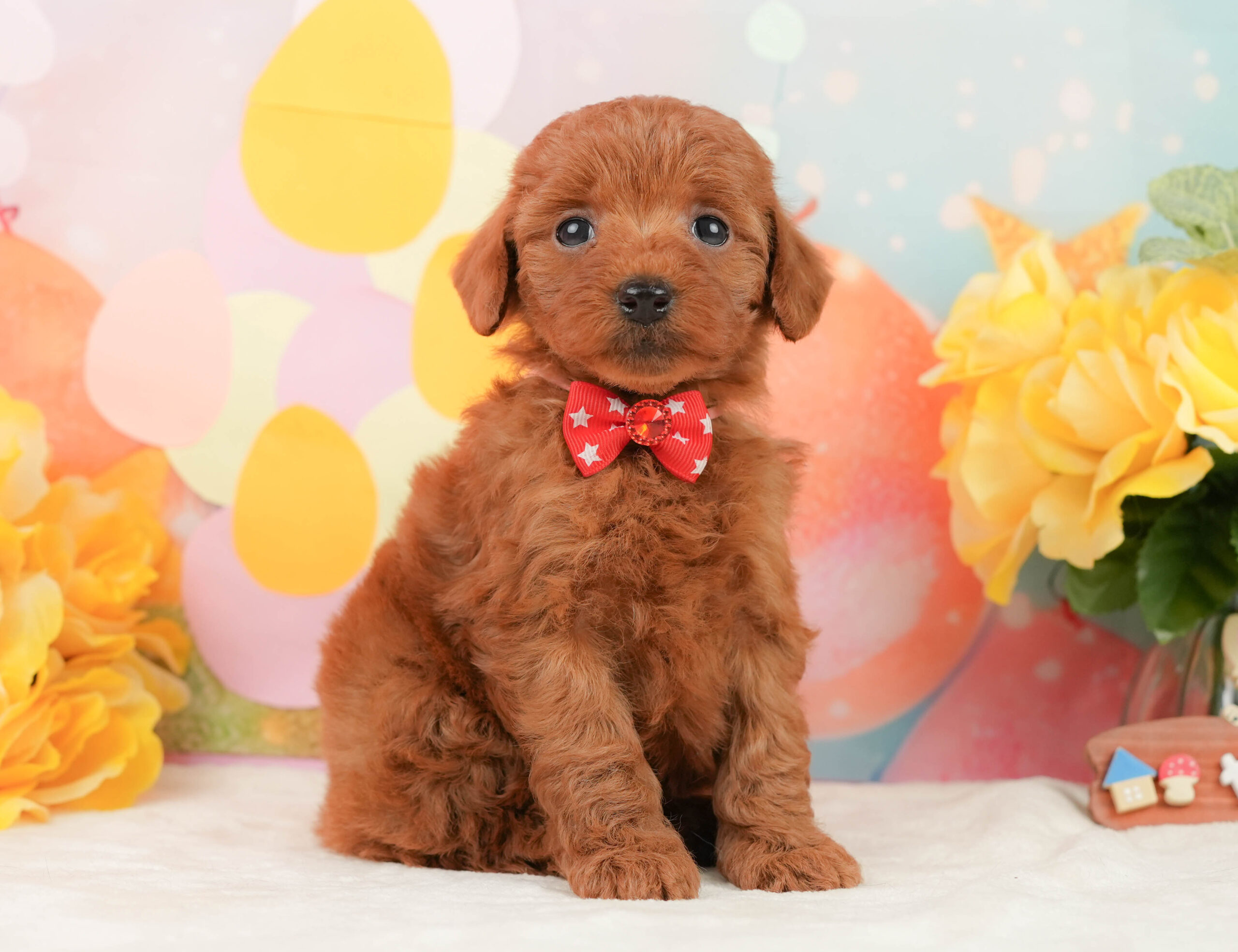 トイ・プードル | 女の子 | レッド | 2026年1月13日