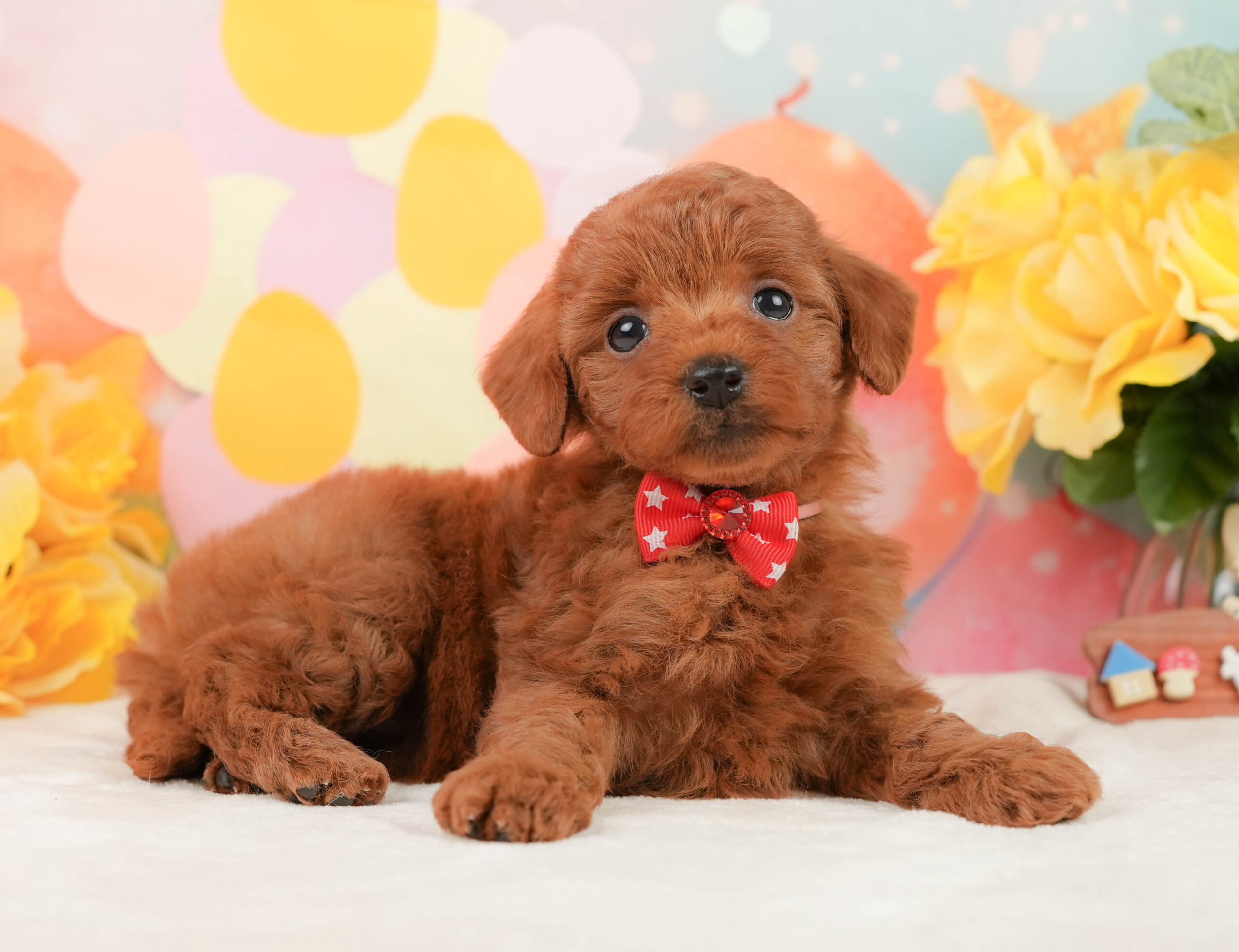トイ・プードル | 女の子 | レッド | 2026年1月13日