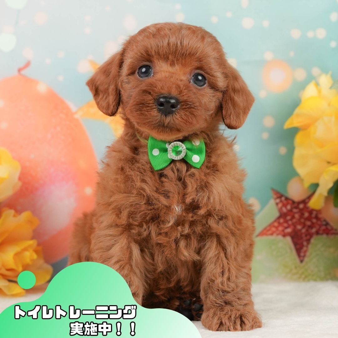 トイ・プードル | 男の子 | レッド | 2026年1月13日