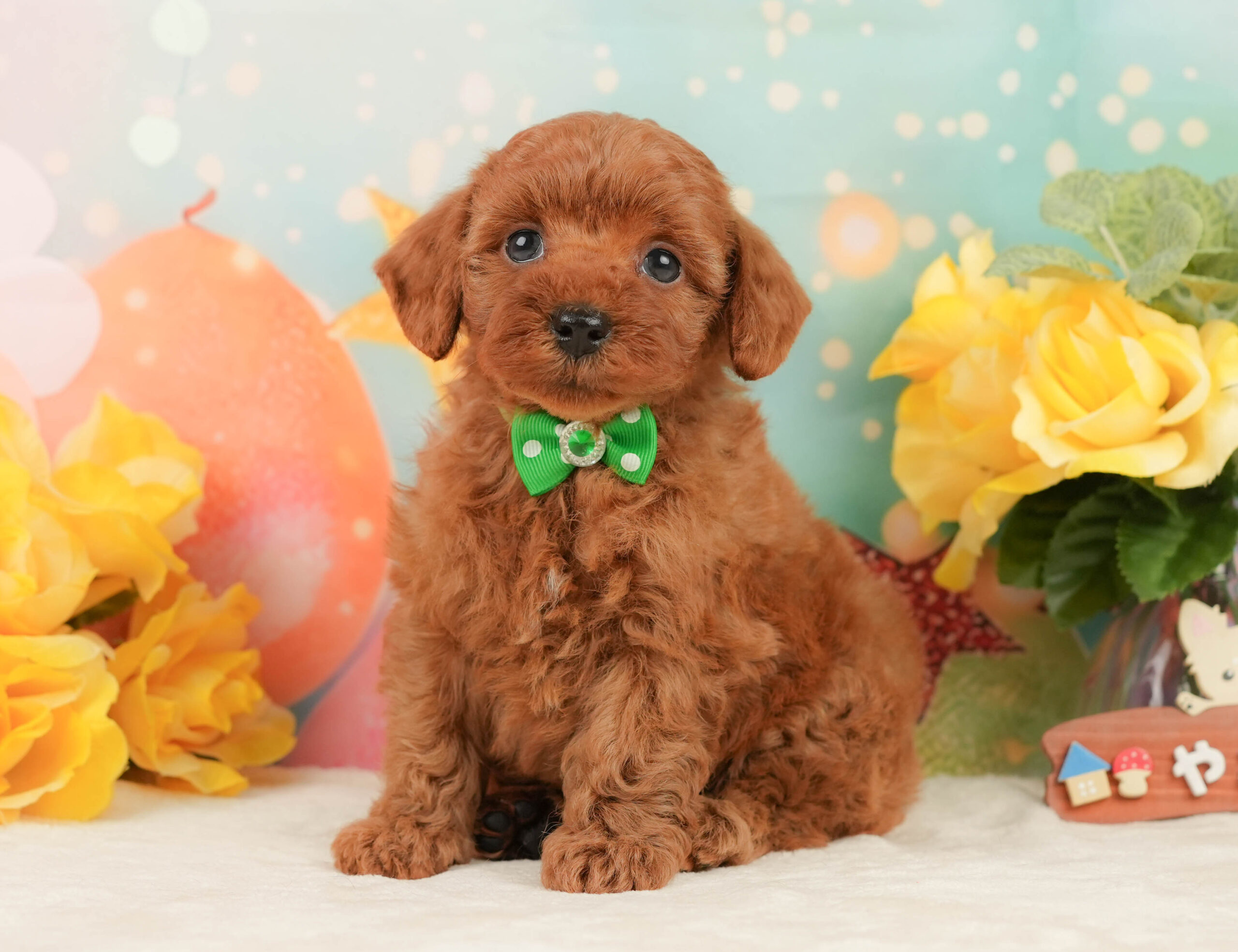 トイ・プードル | 男の子 | レッド | 2026年1月13日