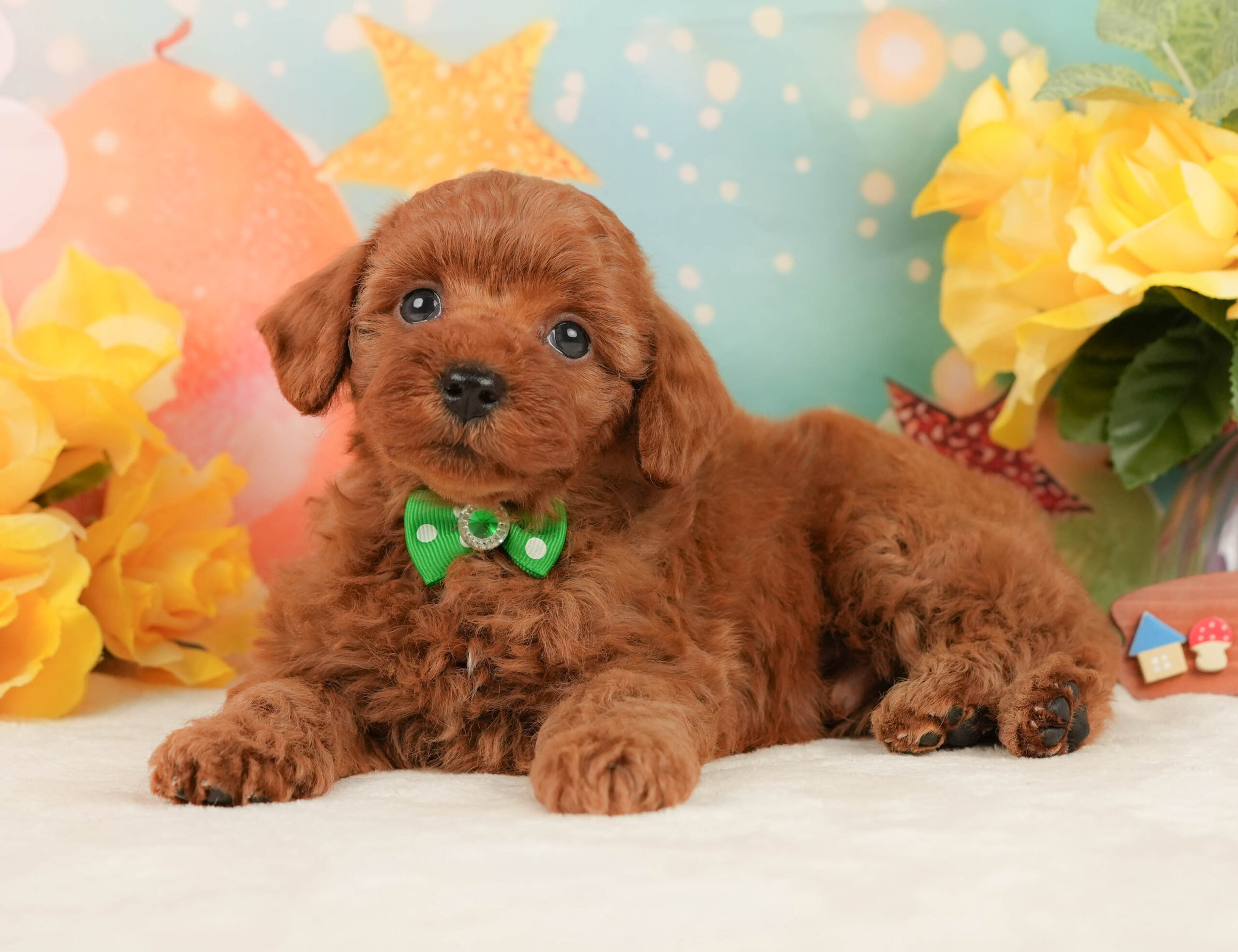 トイ・プードル | 男の子 | レッド | 2026年1月13日