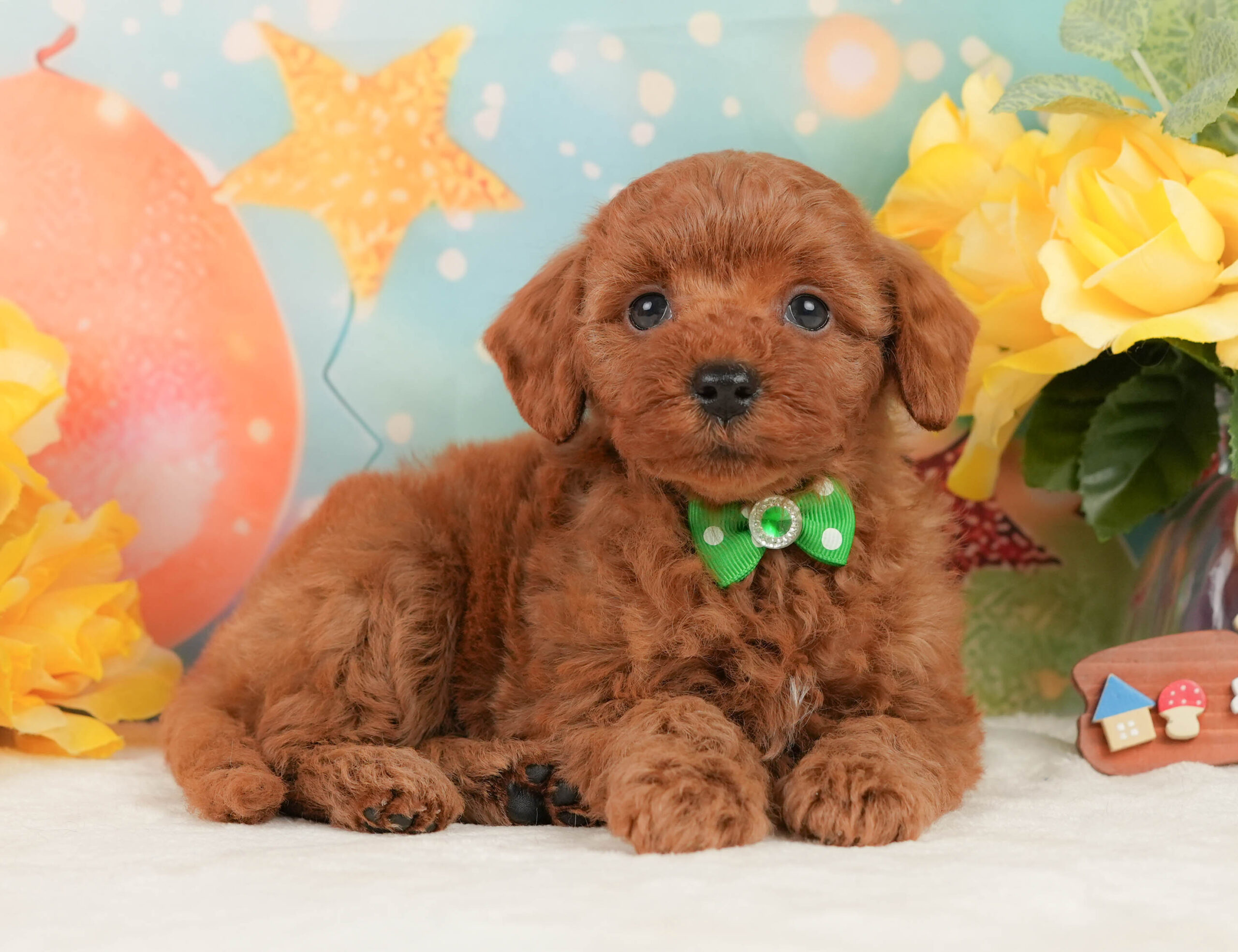 トイ・プードル | 男の子 | レッド | 2026年1月13日