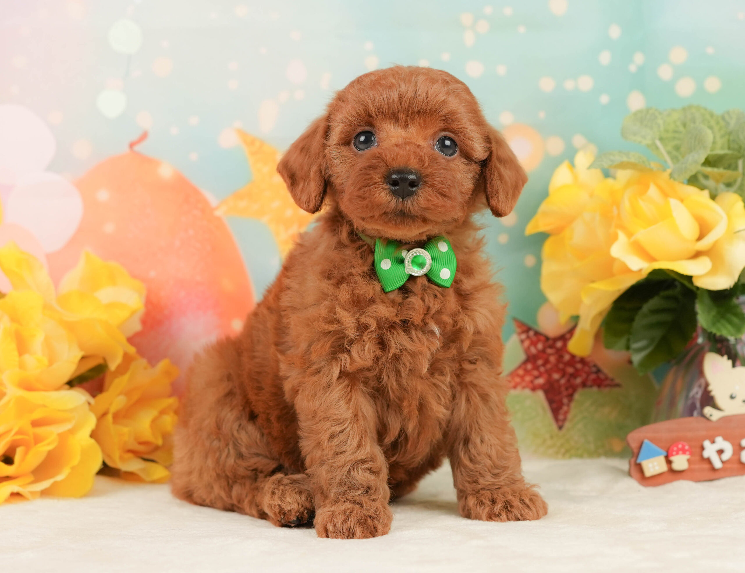 トイ・プードル | 男の子 | レッド | 2026年1月13日