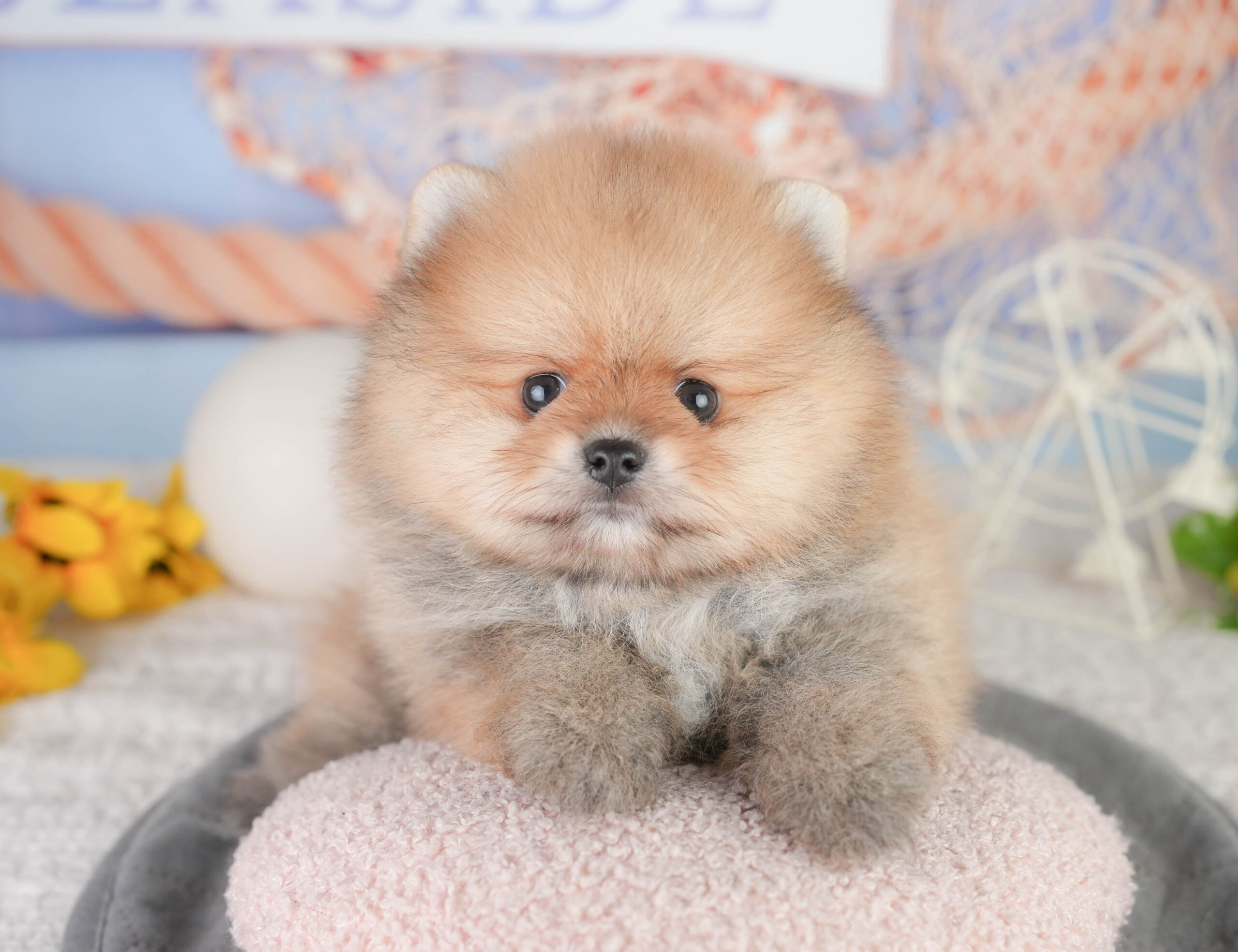 ポメラニアン | 男の子 | オレンジ | 2026年1月13日