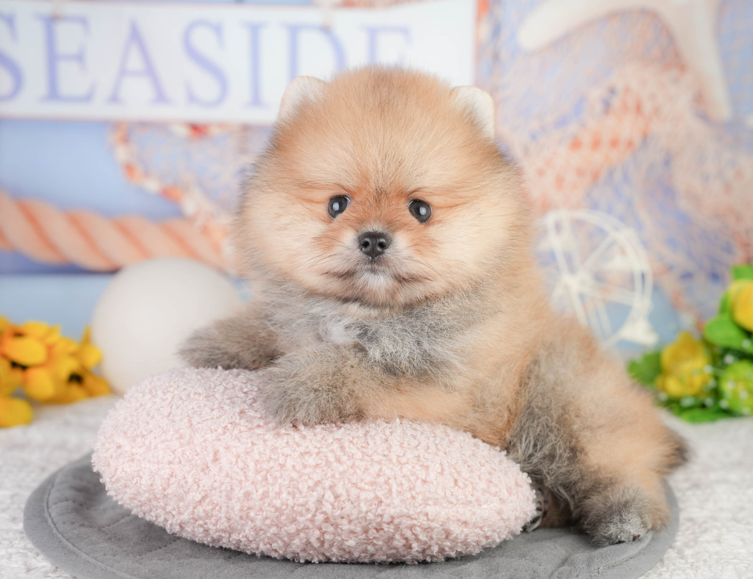 ポメラニアン | 男の子 | オレンジ | 2026年1月13日