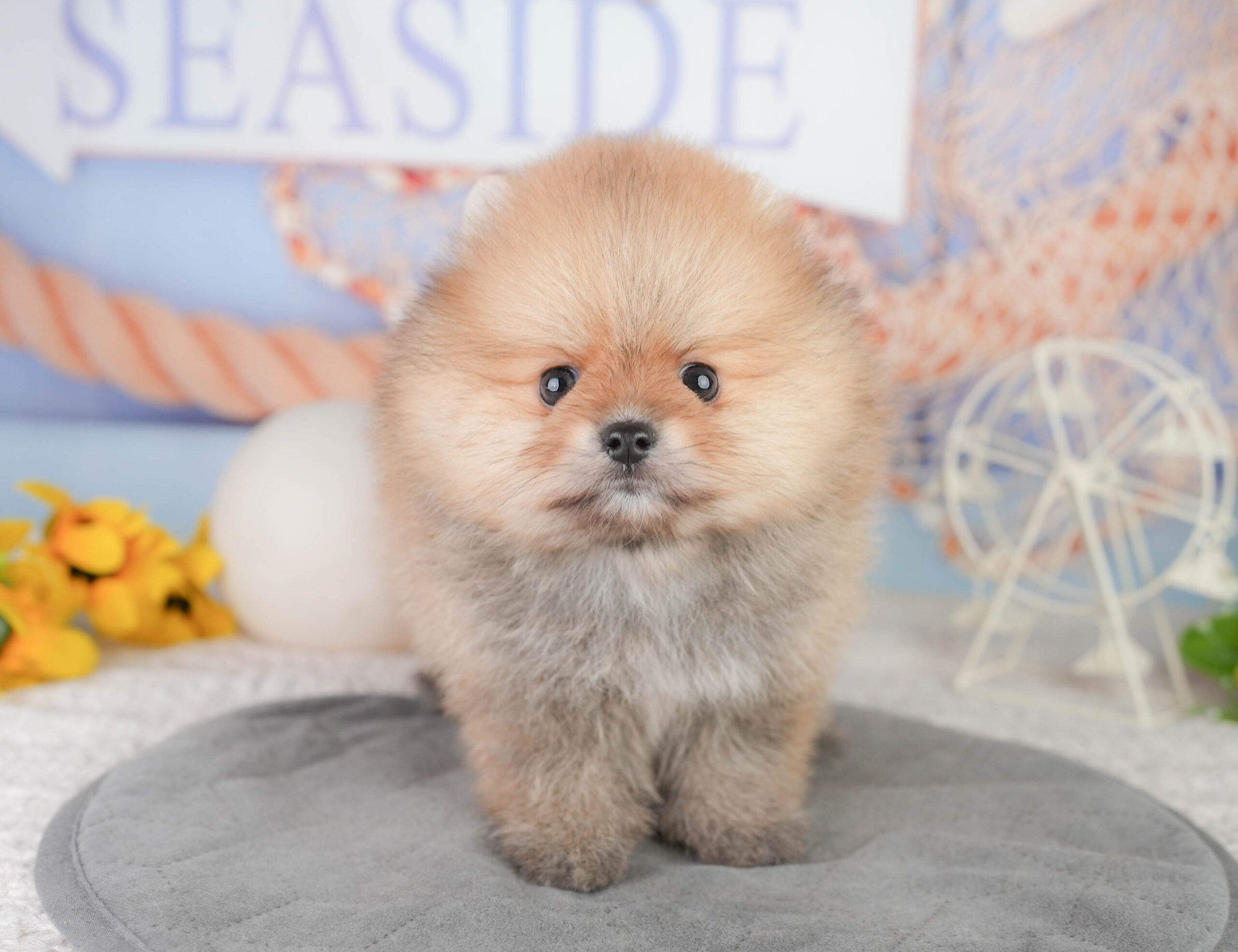 ポメラニアン | 男の子 | オレンジ | 2026年1月13日