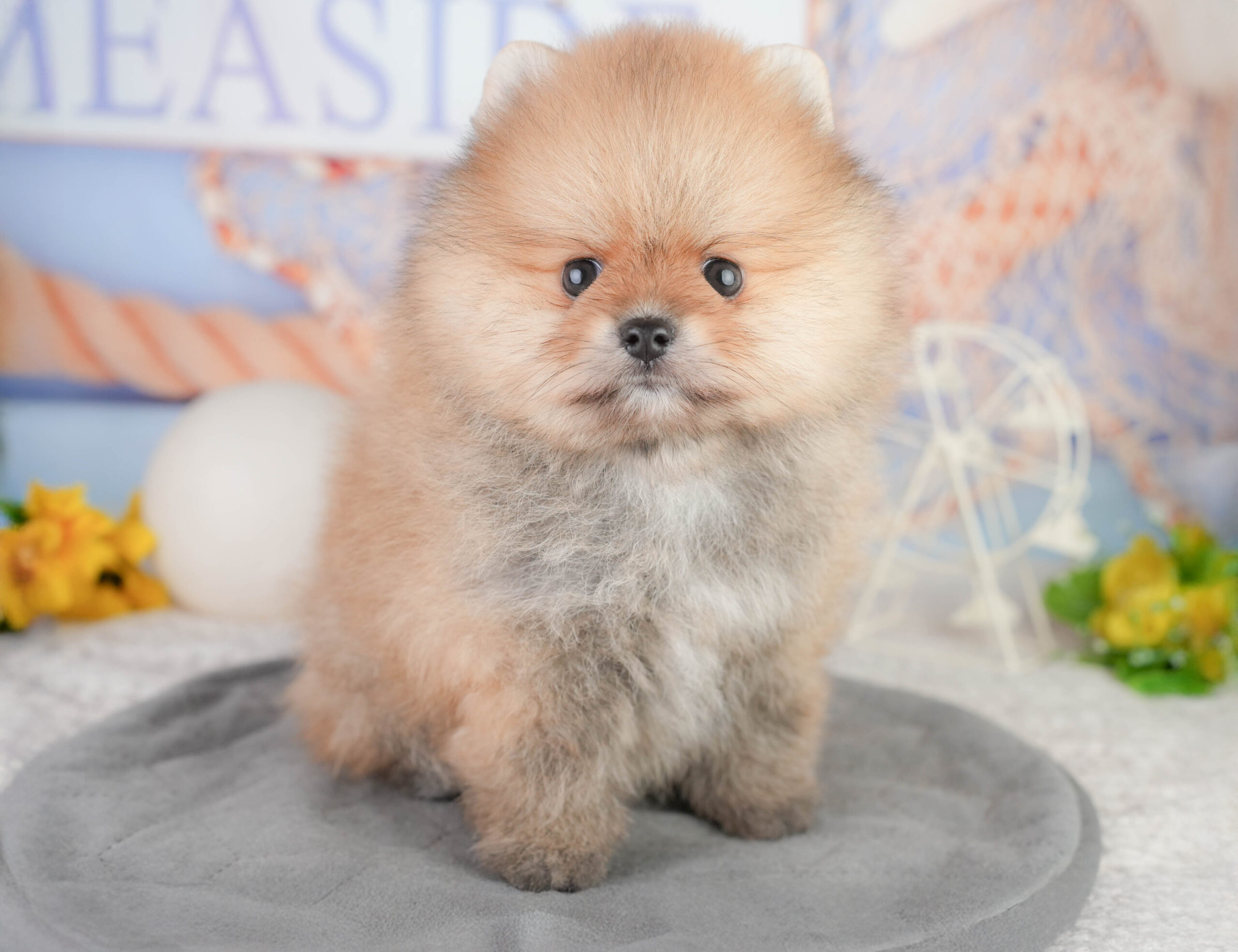 ポメラニアン | 男の子 | オレンジ | 2026年1月13日