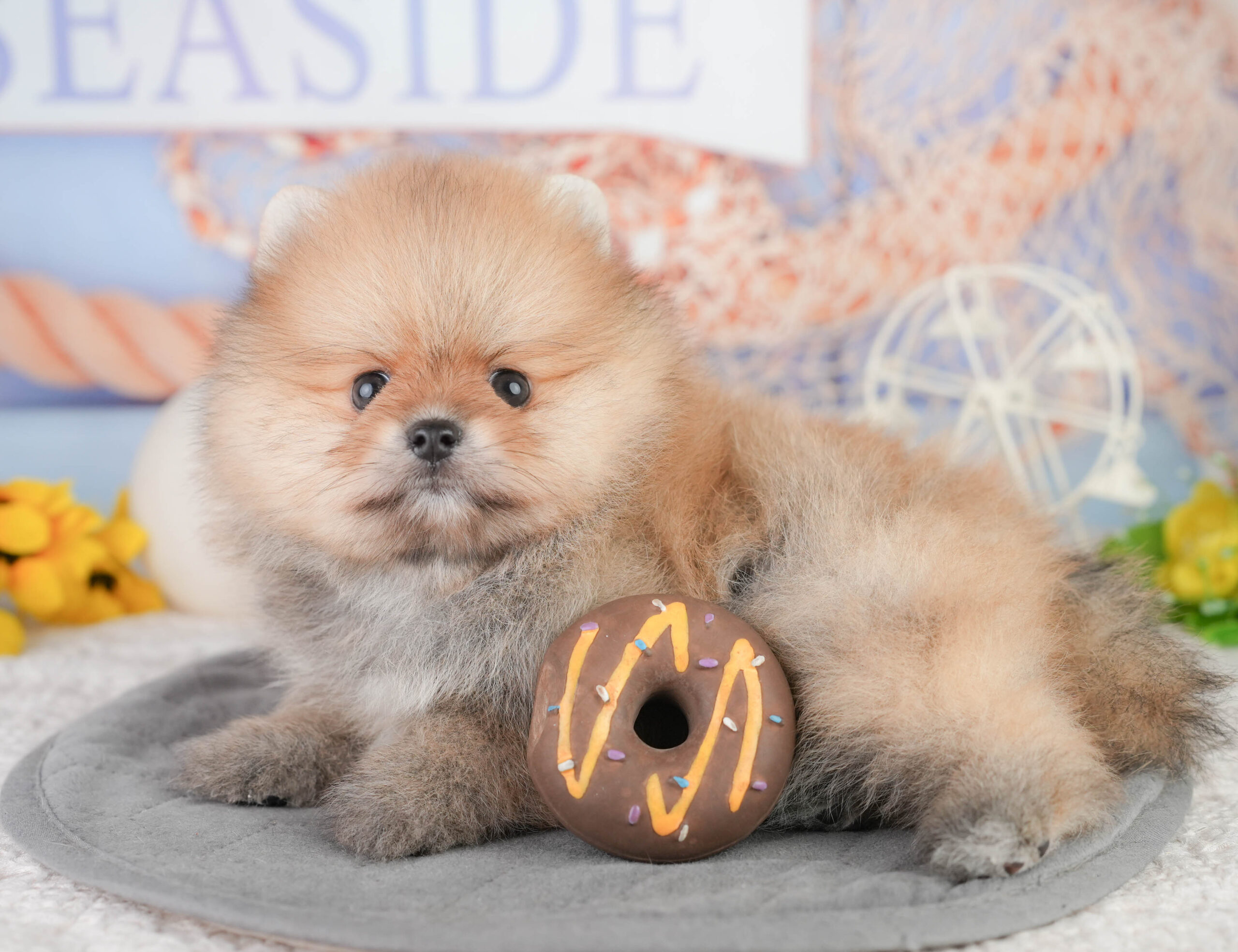 ポメラニアン | 男の子 | オレンジ | 2026年1月13日