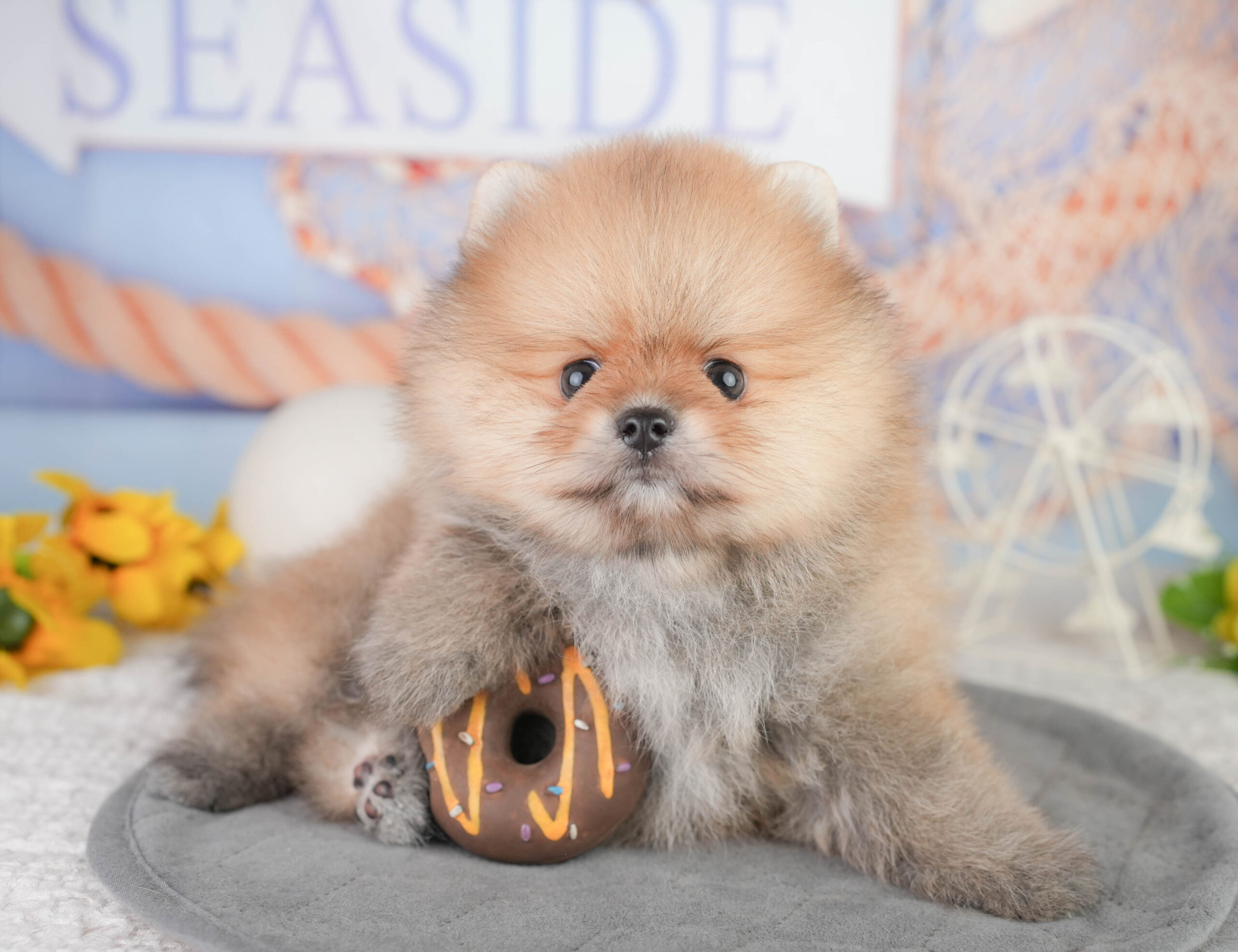 ポメラニアン | 男の子 | オレンジ | 2026年1月13日