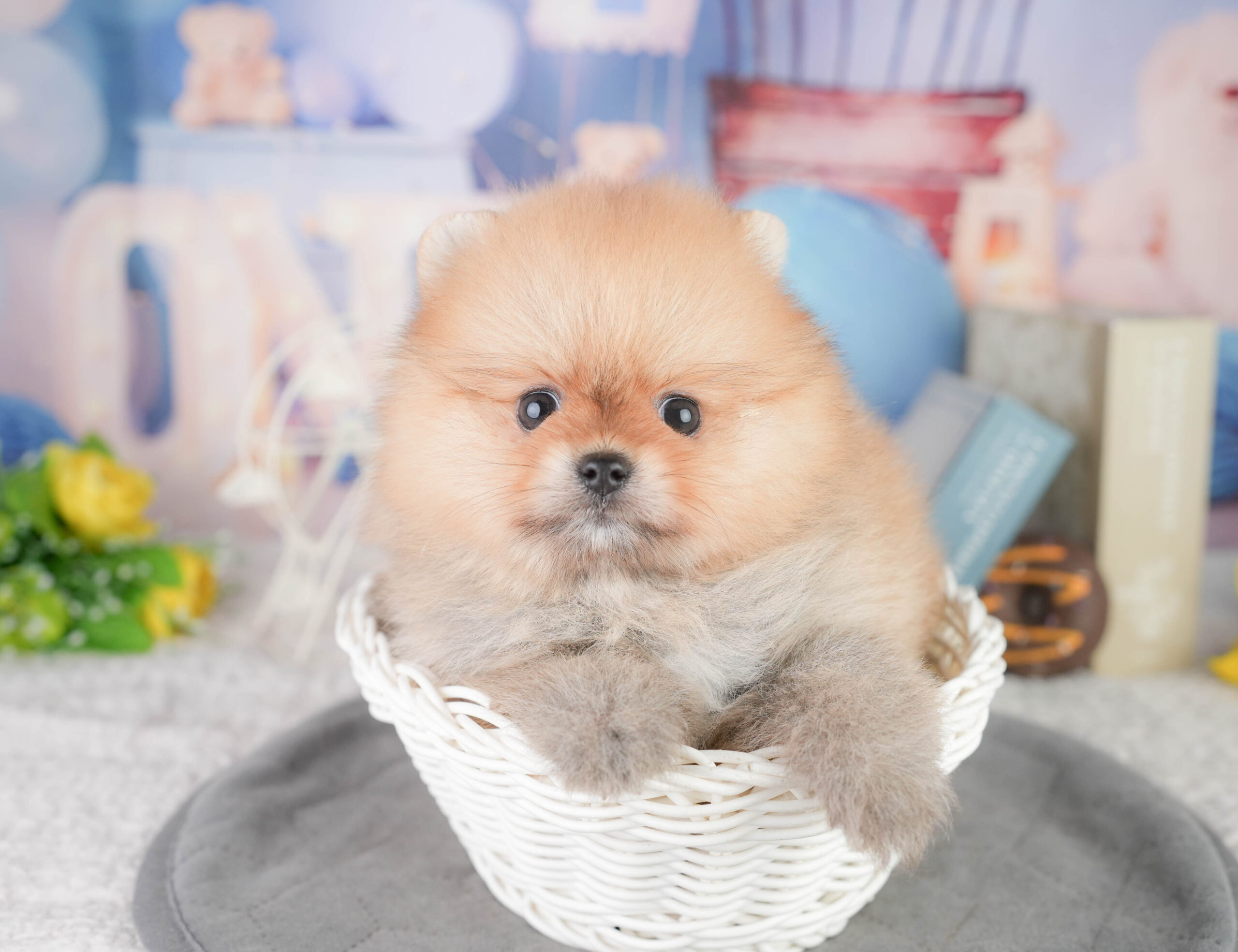 ポメラニアン | 女の子 | オレンジ | 2026年1月13日