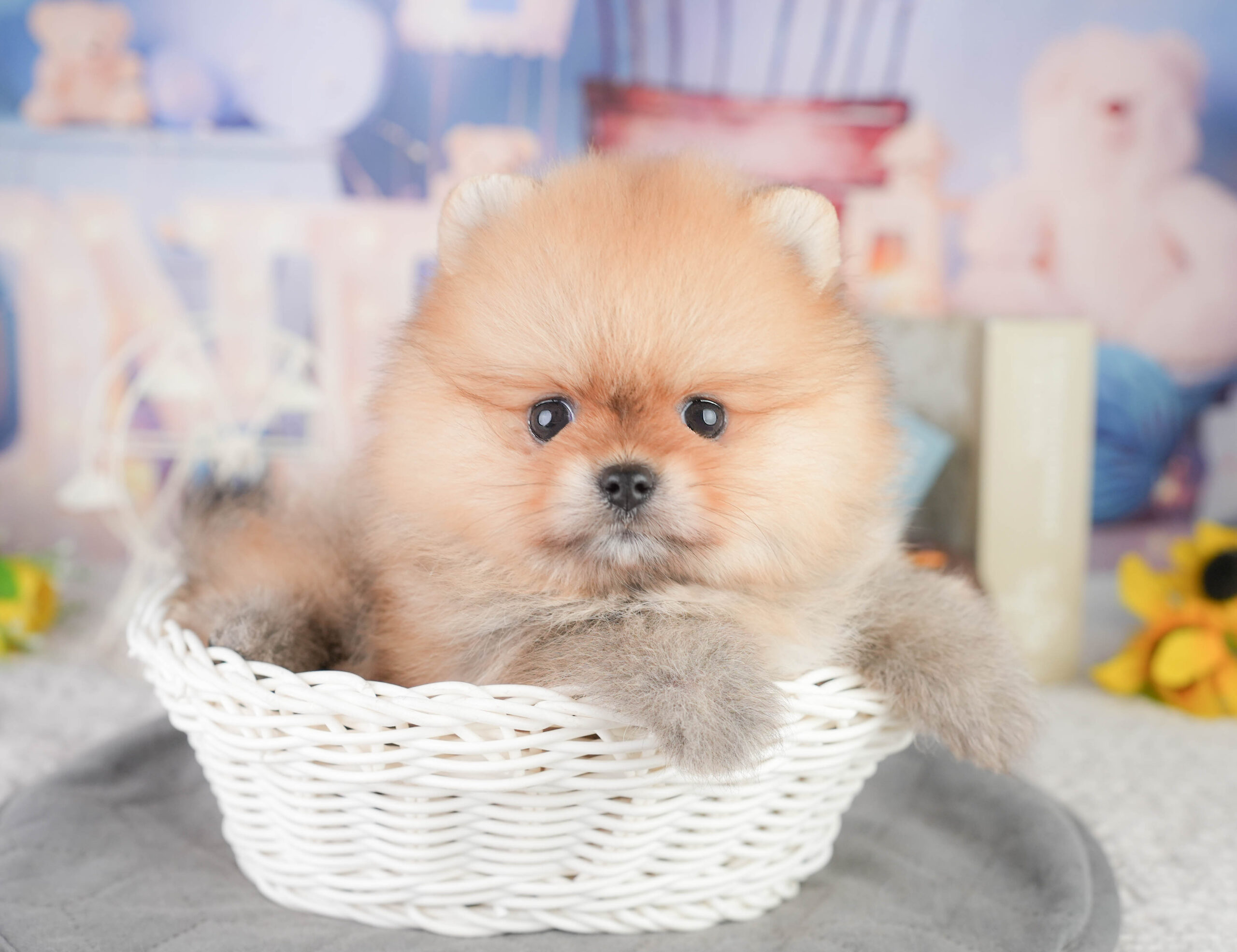 ポメラニアン | 女の子 | オレンジ | 2026年1月13日