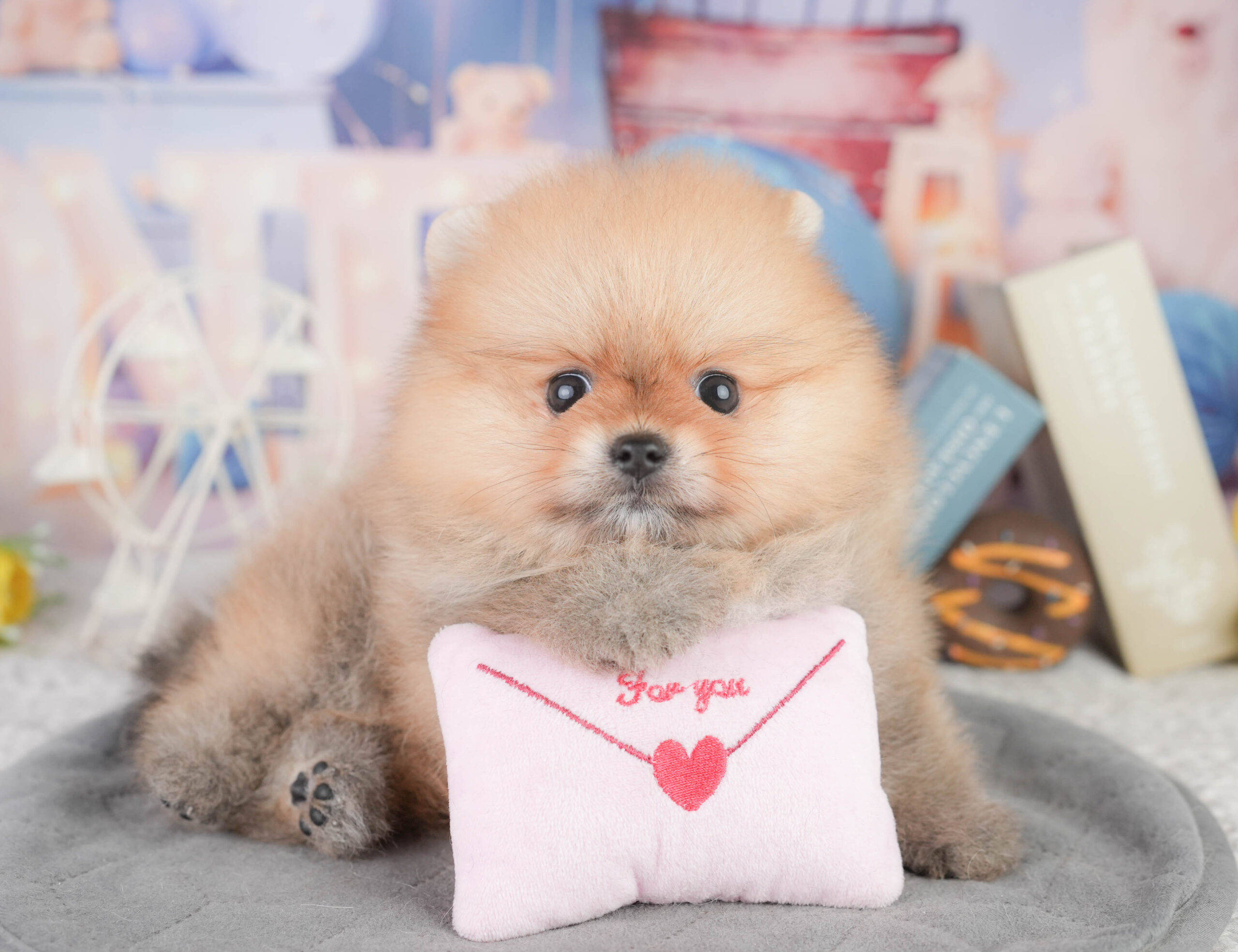 ポメラニアン | 女の子 | オレンジ | 2026年1月13日