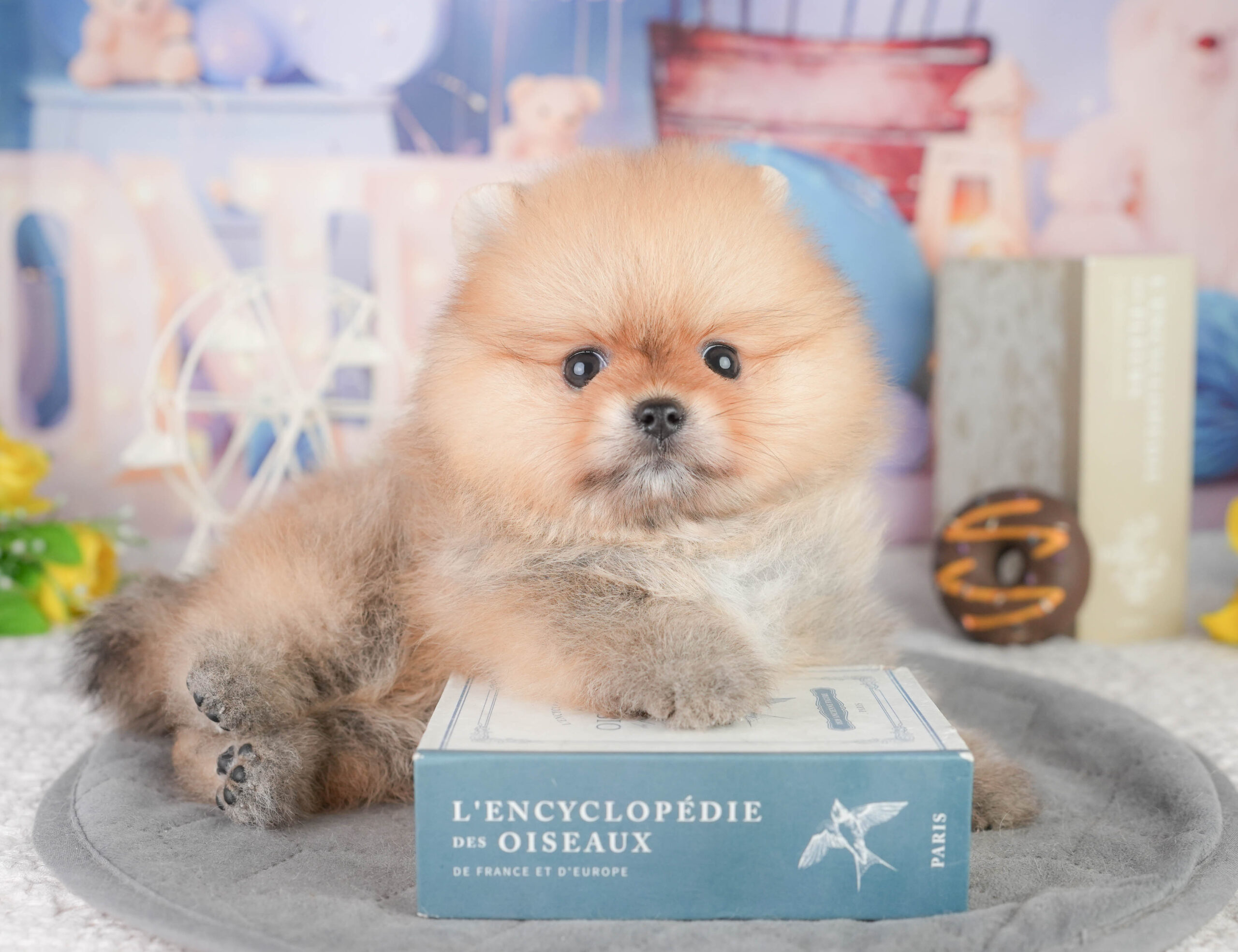 ポメラニアン | 女の子 | オレンジ | 2026年1月13日