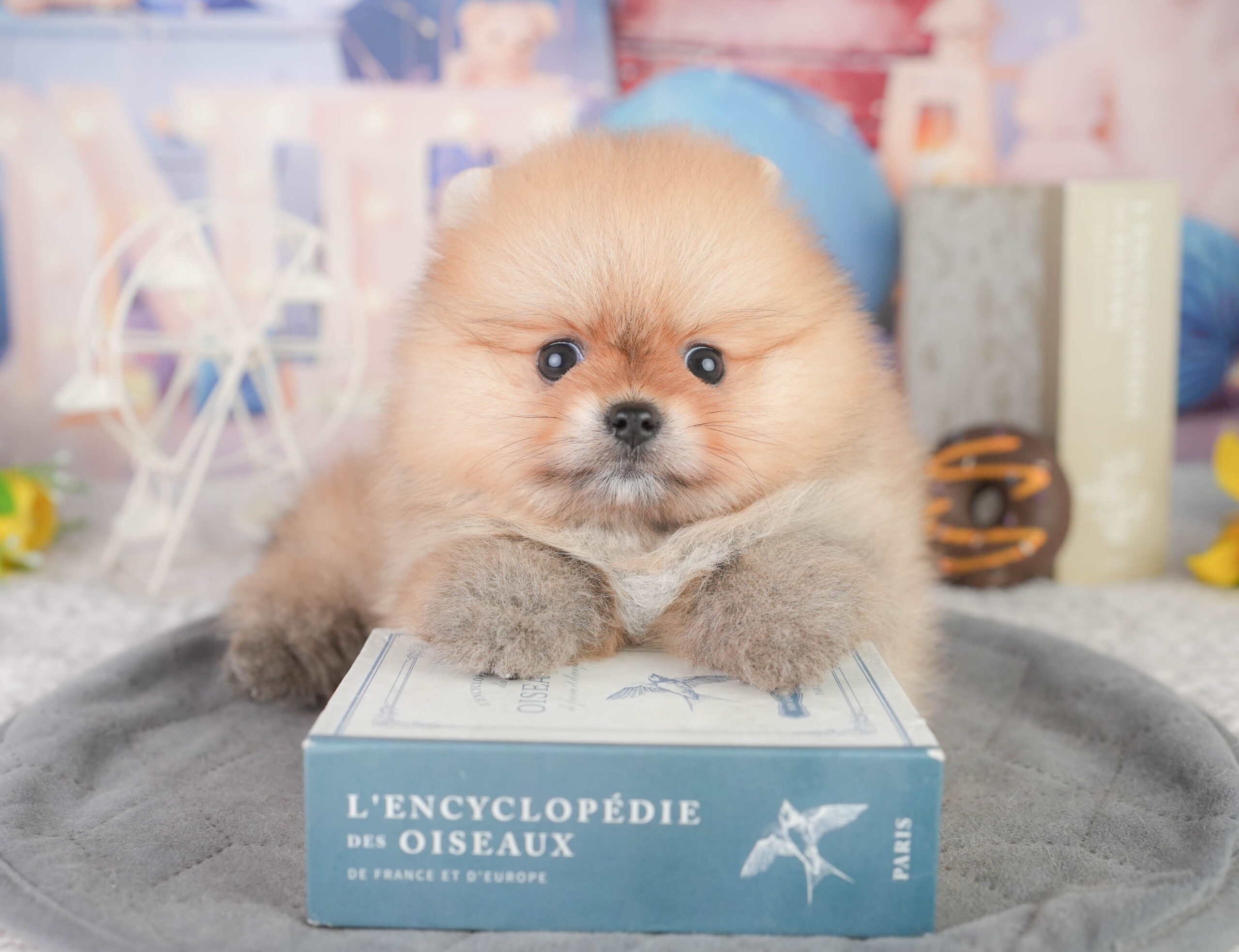 ポメラニアン | 女の子 | オレンジ | 2026年1月13日