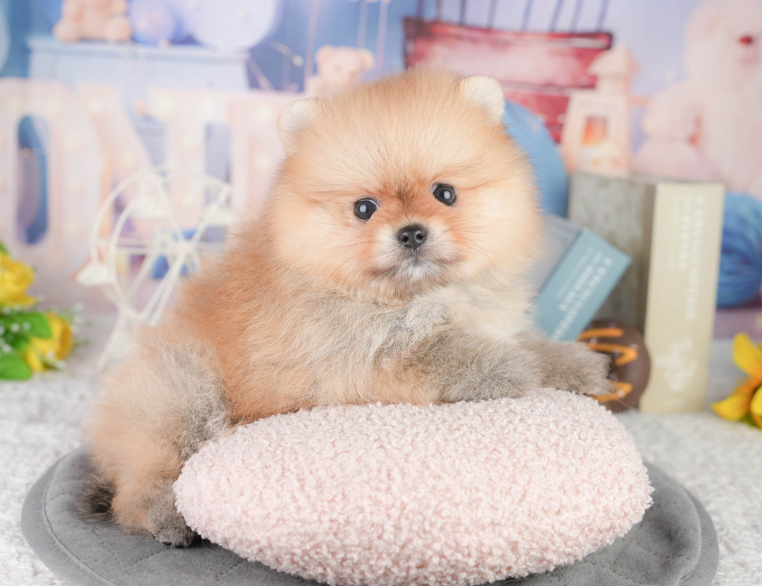 ポメラニアン | 女の子 | オレンジ | 2026年1月13日