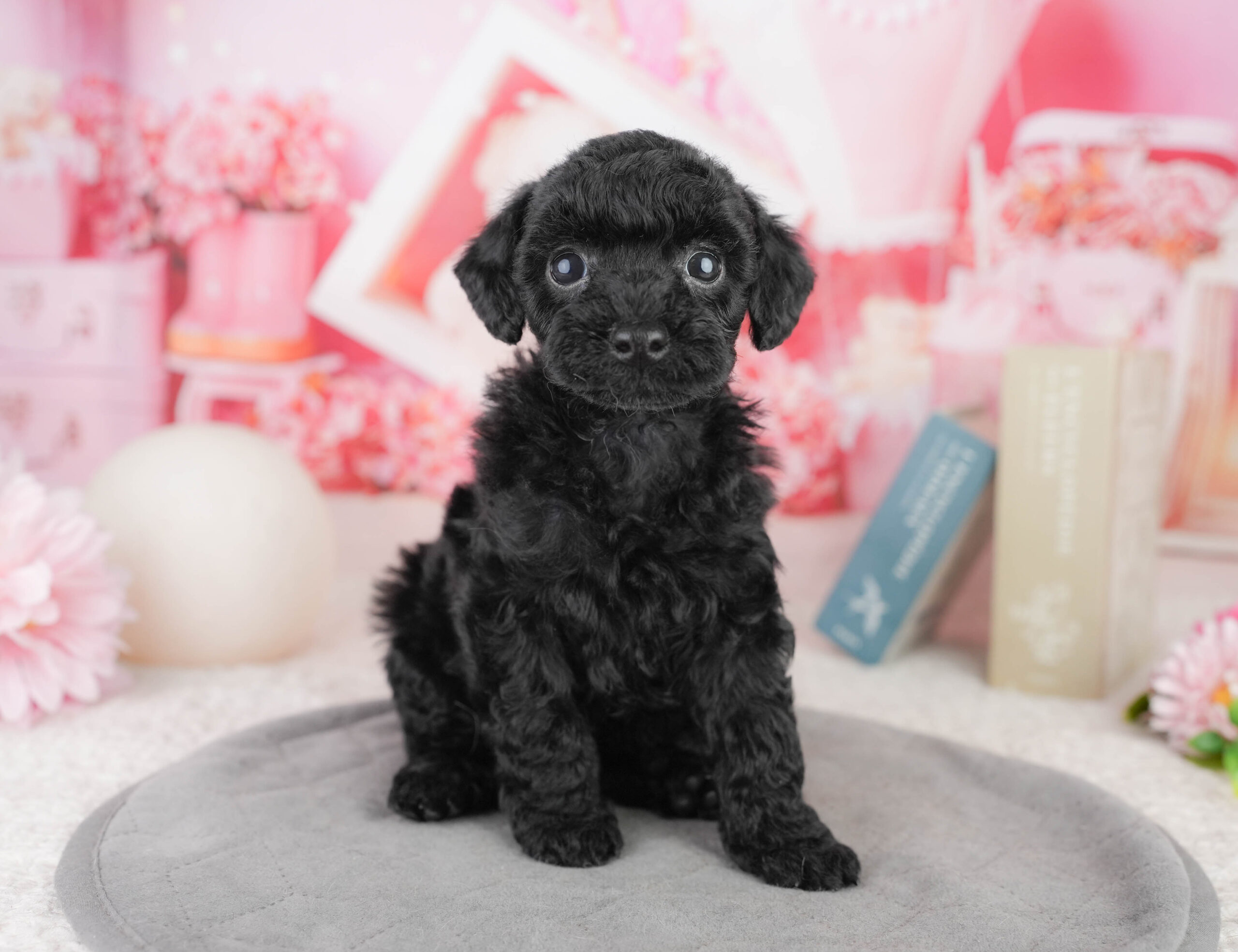トイ・プードル | 女の子 | ブラック | 2026年1月13日