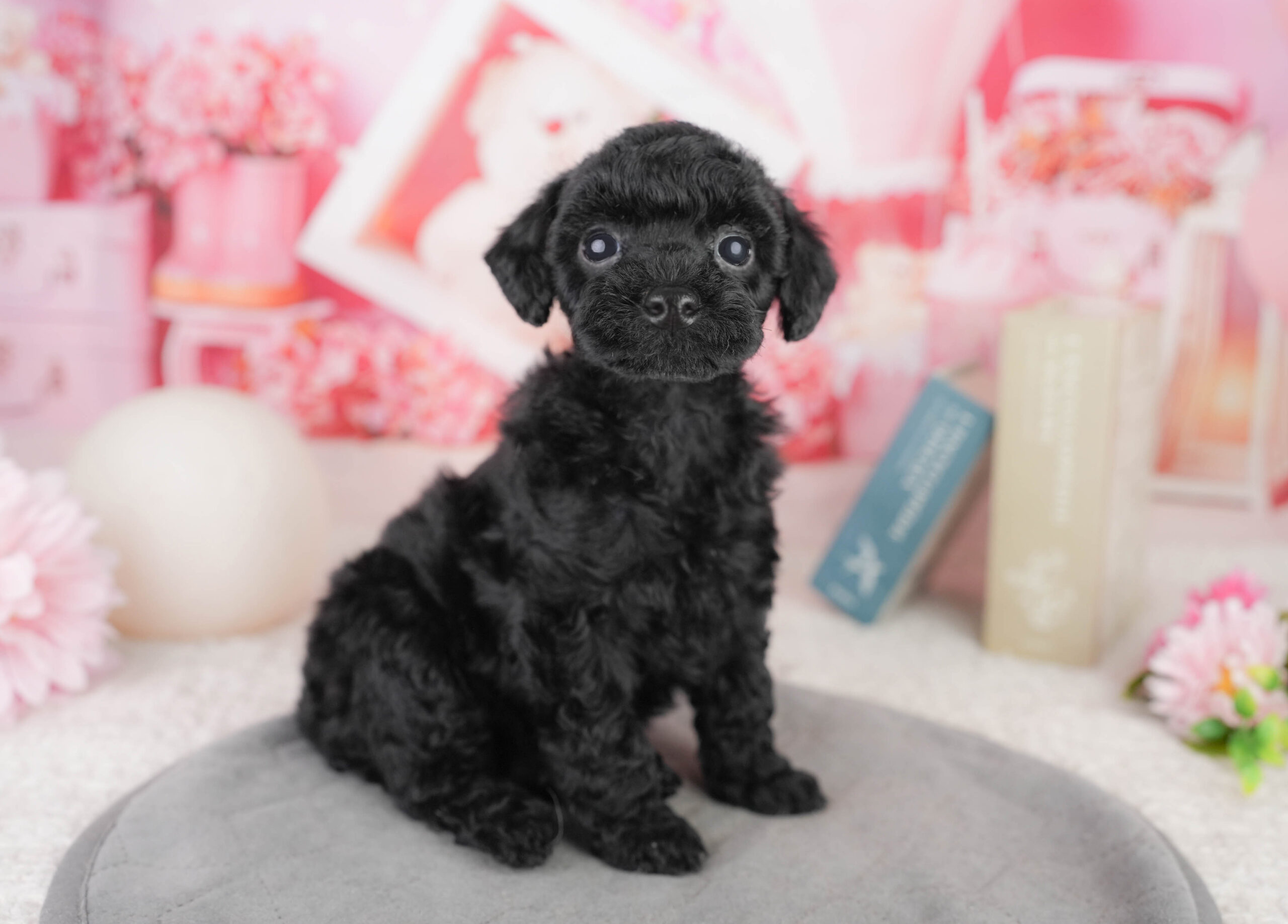 トイ・プードル | 女の子 | ブラック | 2026年1月13日