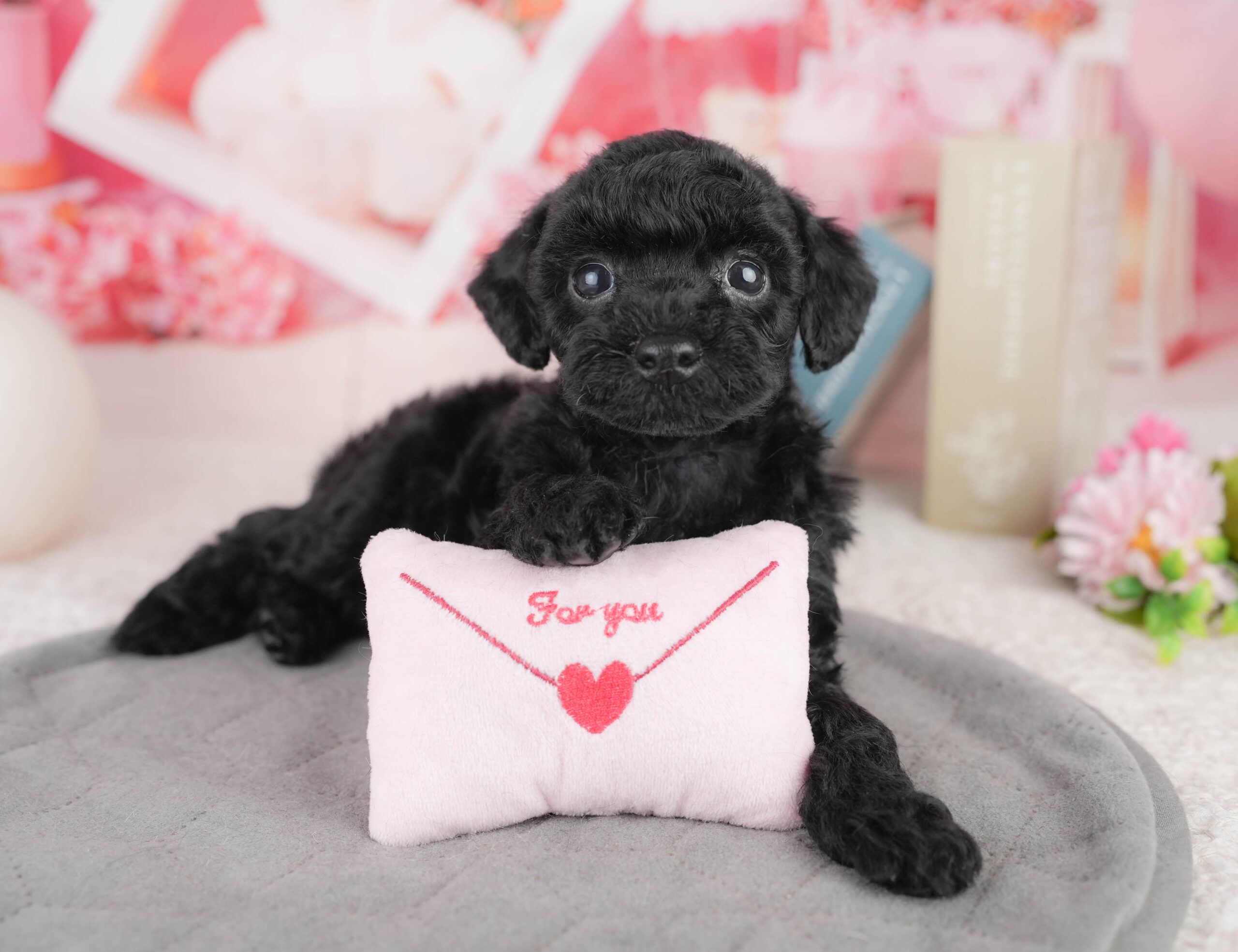 トイ・プードル | 女の子 | ブラック | 2026年1月13日