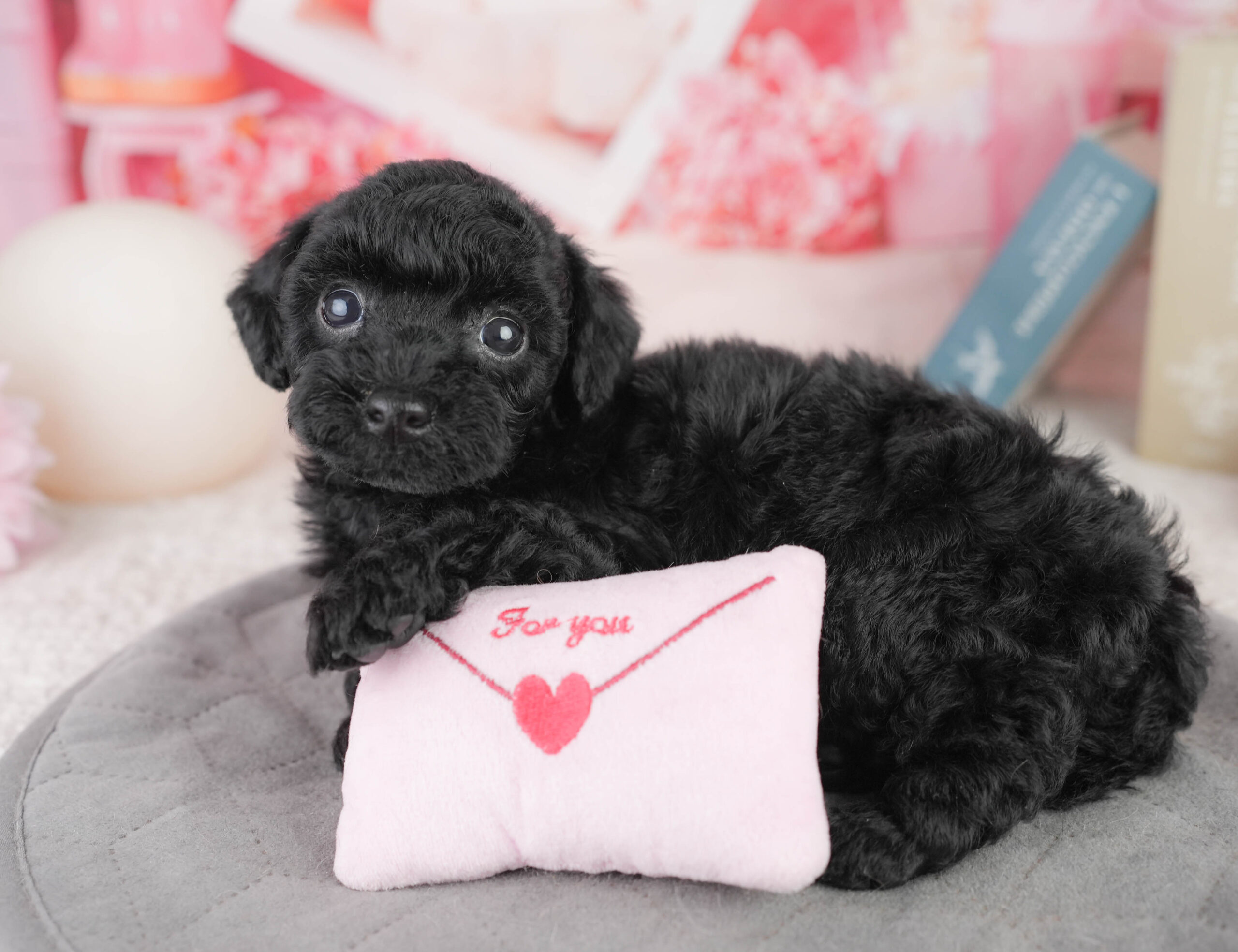 トイ・プードル | 女の子 | ブラック | 2026年1月13日