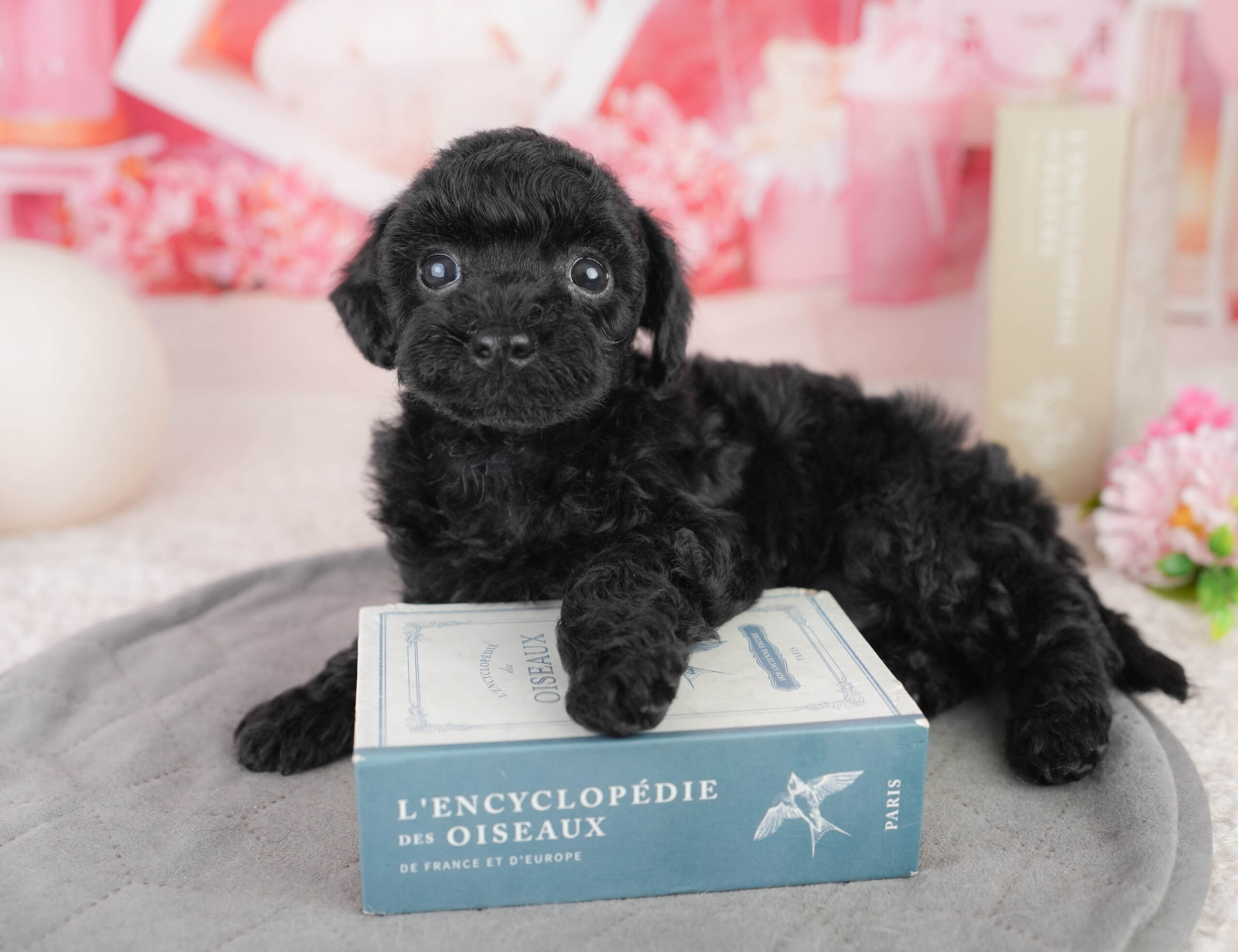 トイ・プードル | 女の子 | ブラック | 2026年1月13日