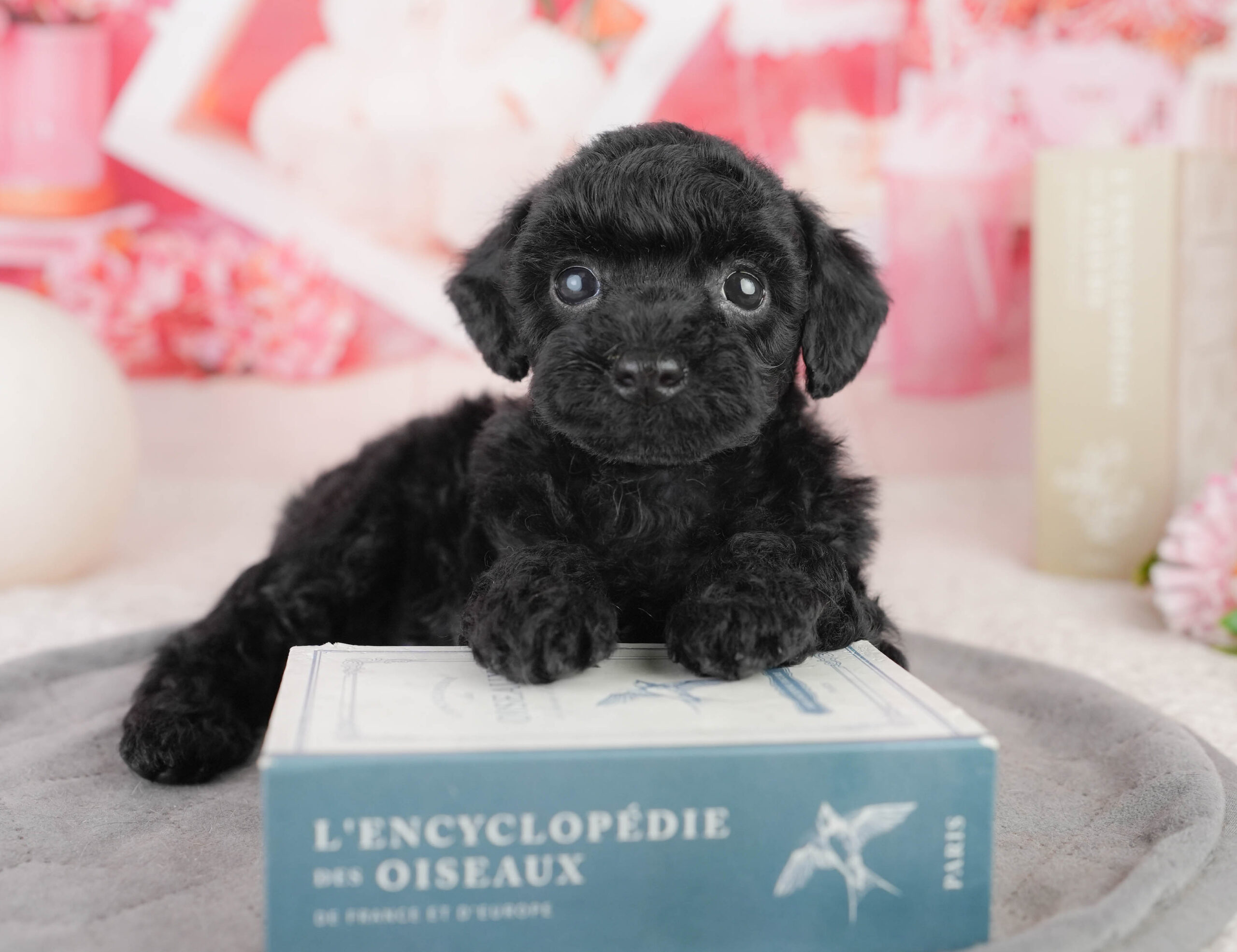 トイ・プードル | 女の子 | ブラック | 2026年1月13日