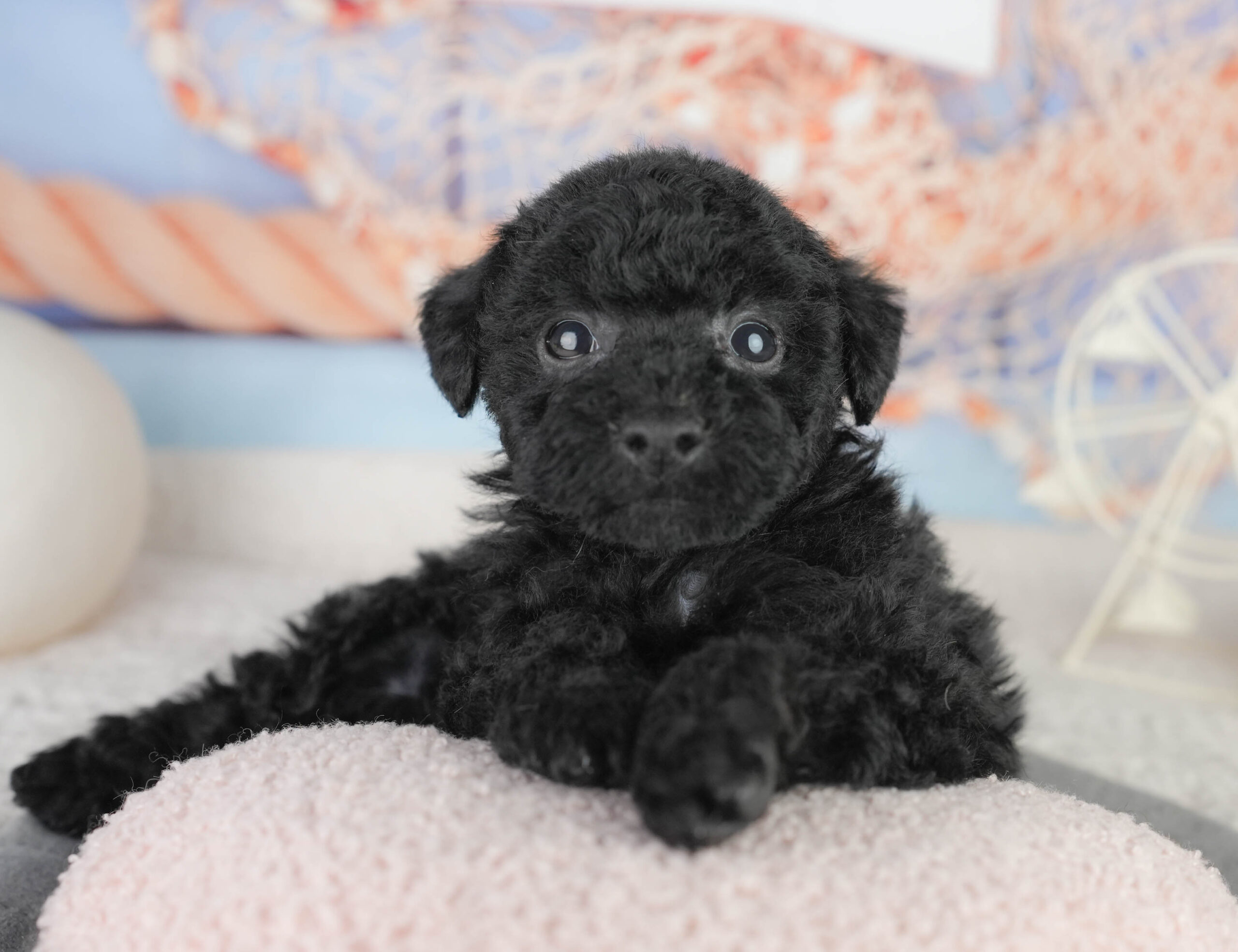 トイ・プードル | 女の子 | ブラック | 2026年1月13日