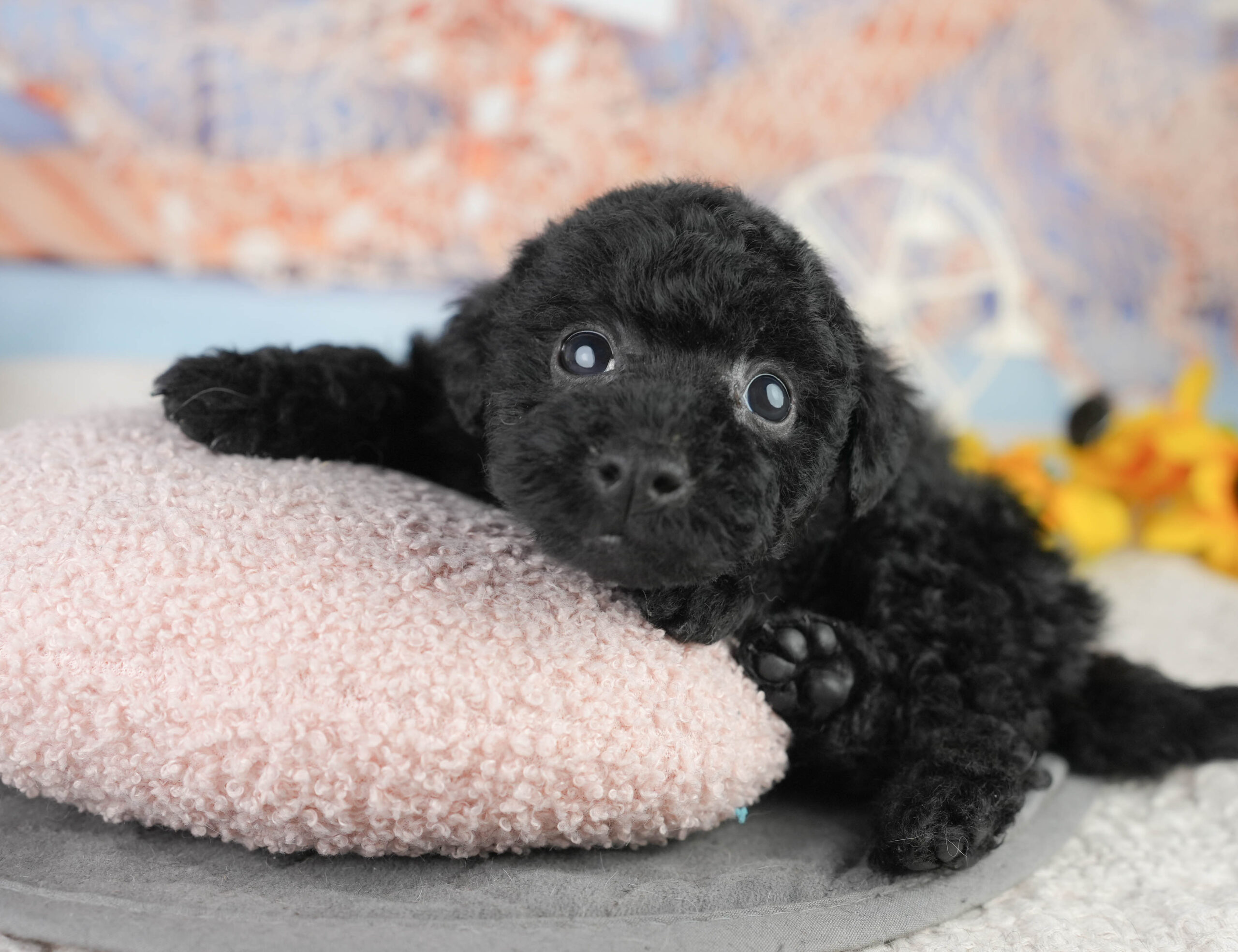 トイ・プードル | 女の子 | ブラック | 2026年1月13日