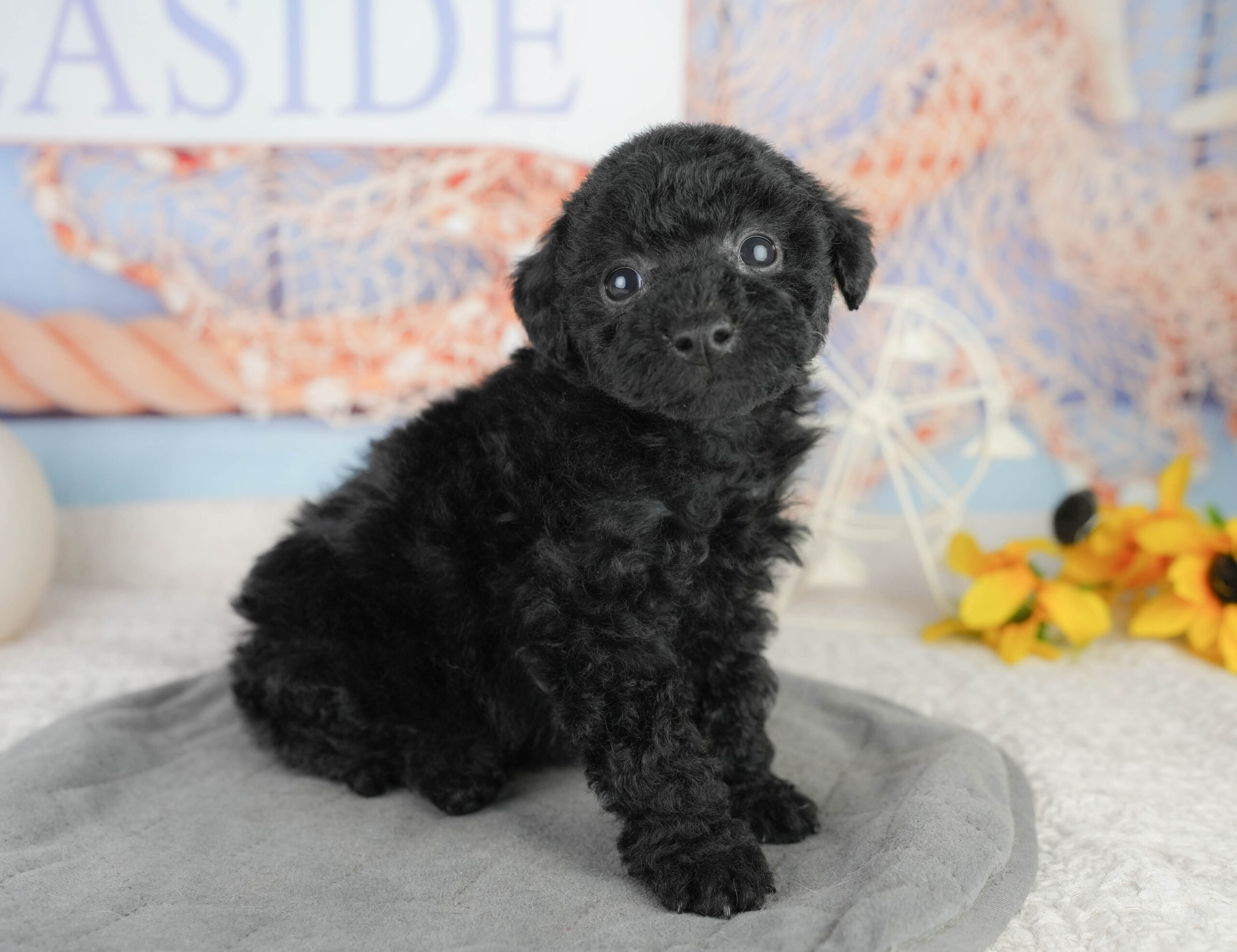 トイ・プードル | 女の子 | ブラック | 2026年1月13日