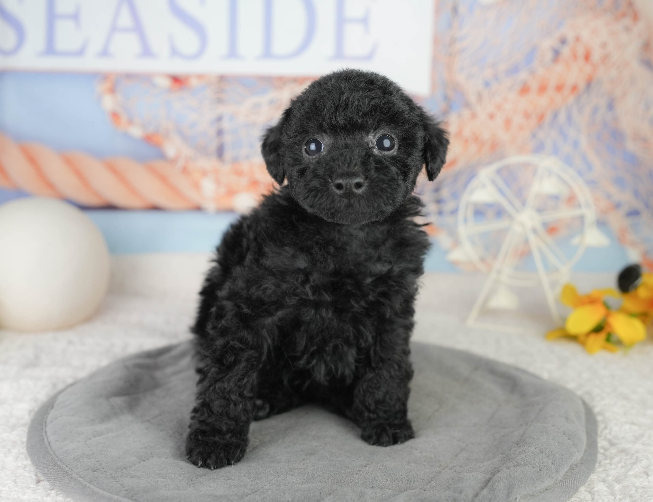 トイ・プードル | 女の子 | ブラック | 2026年1月13日
