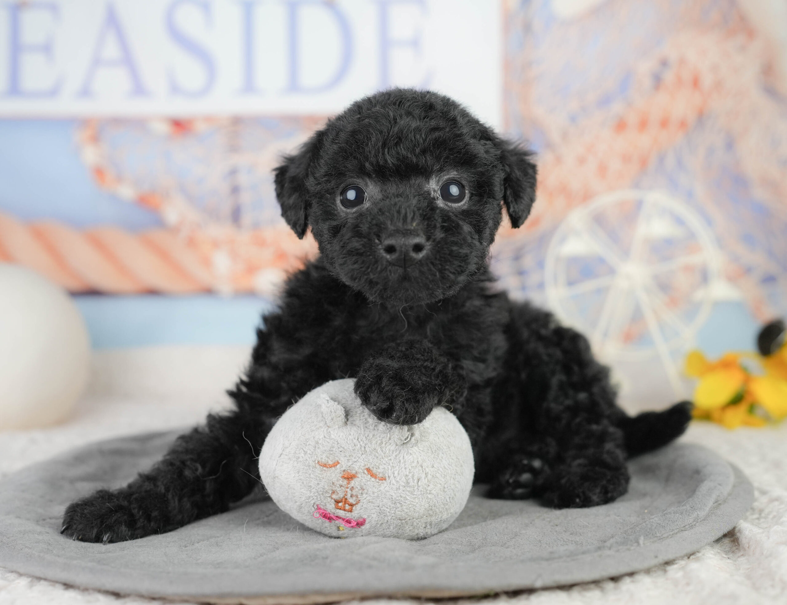 トイ・プードル | 女の子 | ブラック | 2026年1月13日