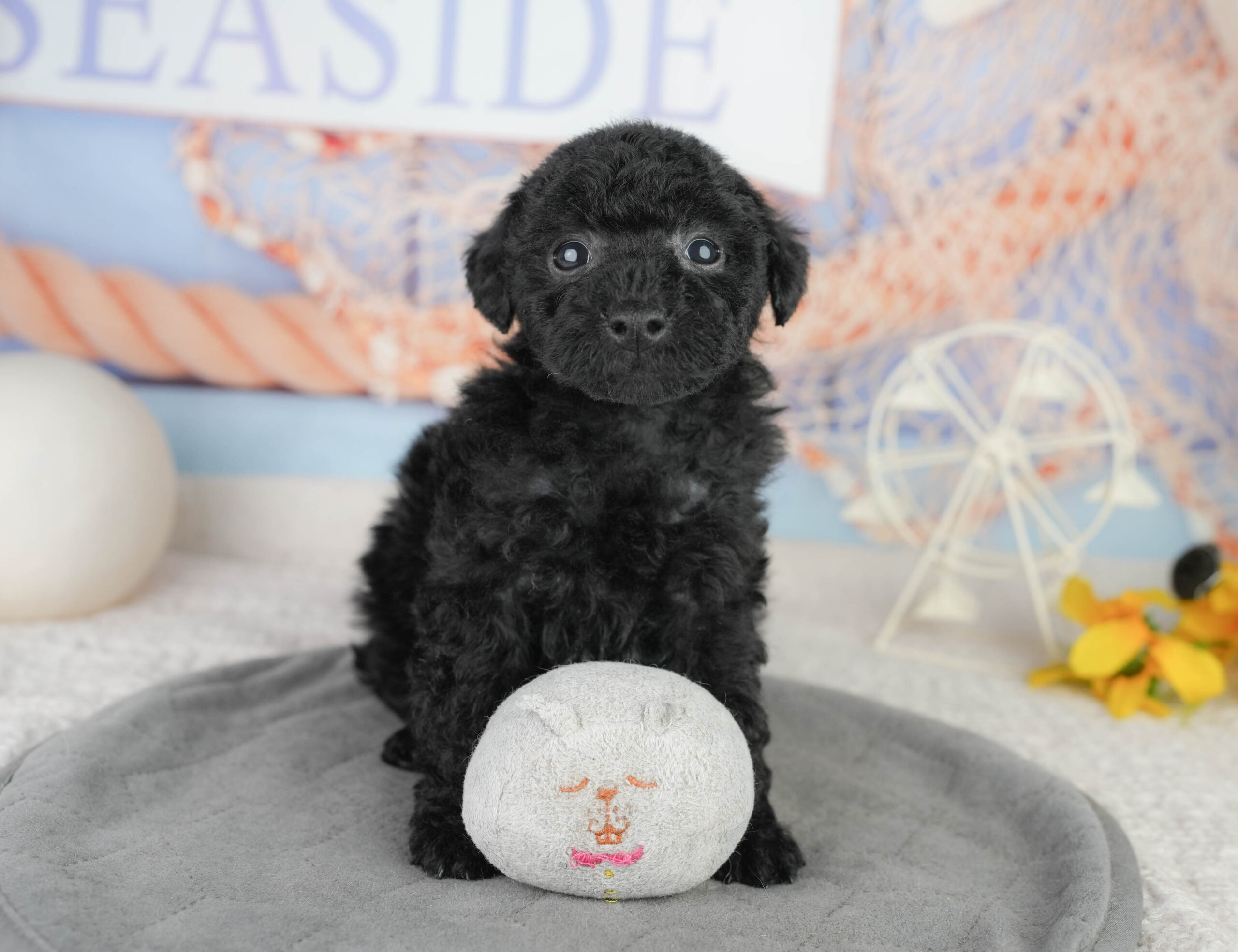 トイ・プードル | 女の子 | ブラック | 2026年1月13日