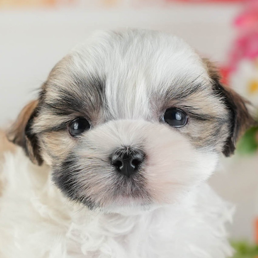 マルズー | 女の子 | ホワイト＆ゴールド | 2026年1月13日