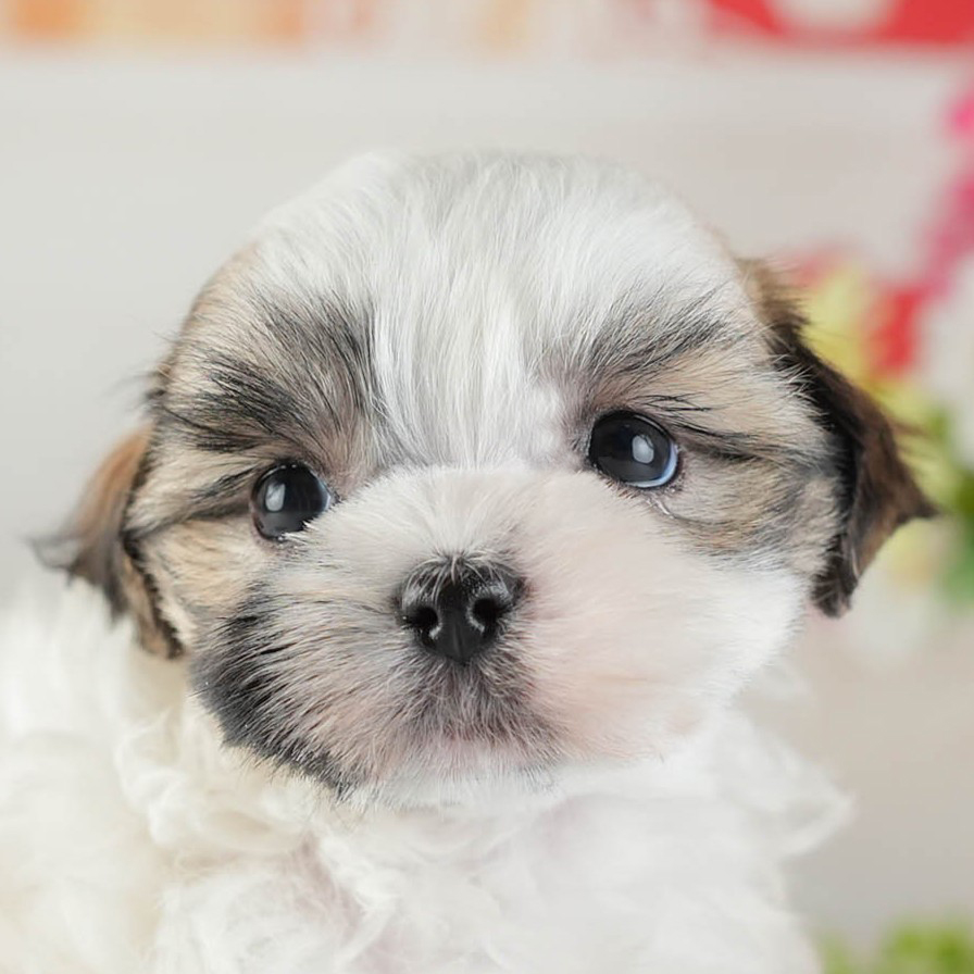 マルズー | 女の子 | ホワイト＆ゴールド | 2026年1月13日