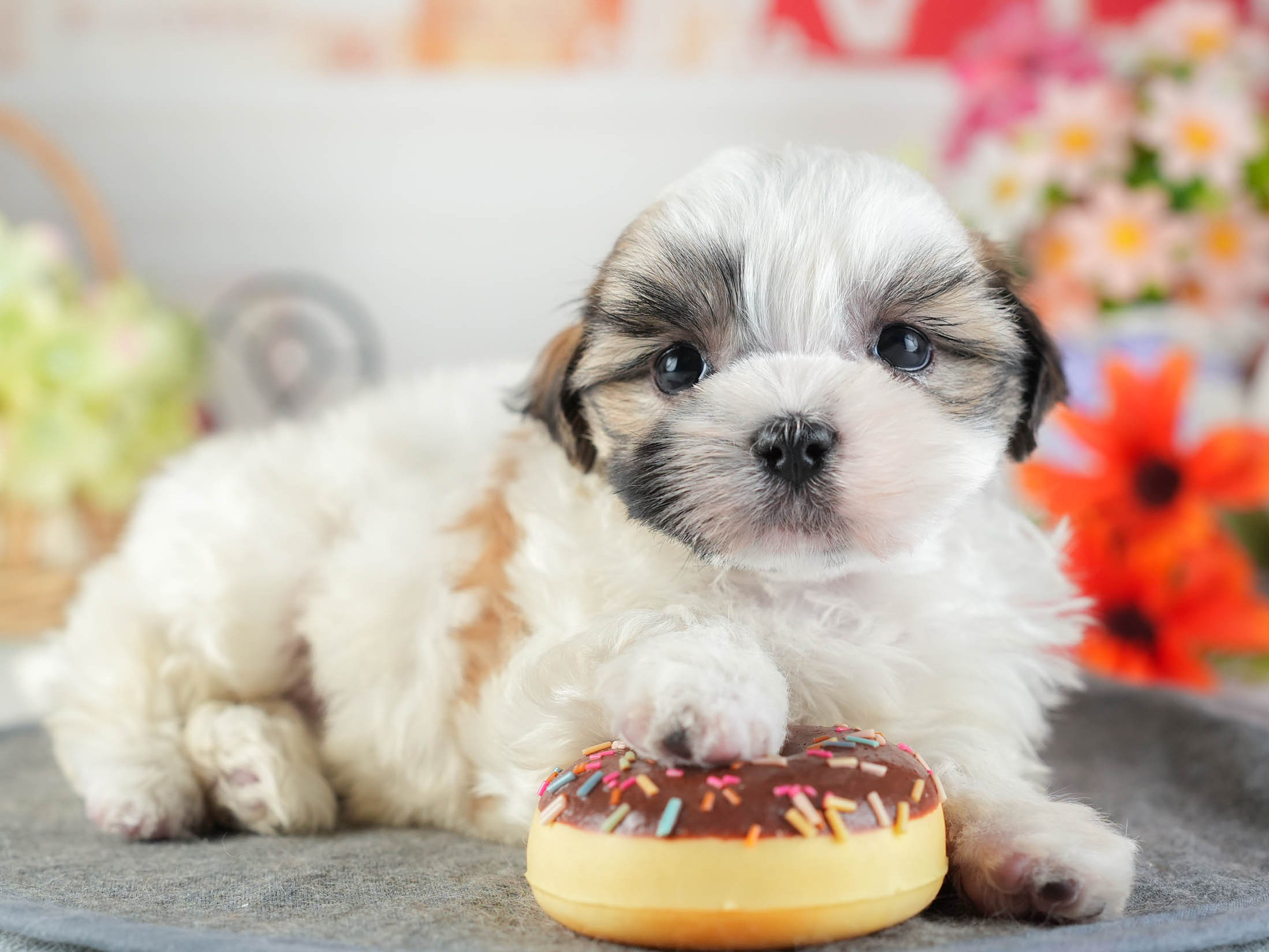 マルズー | 女の子 | ホワイト＆ゴールド | 2026年1月13日