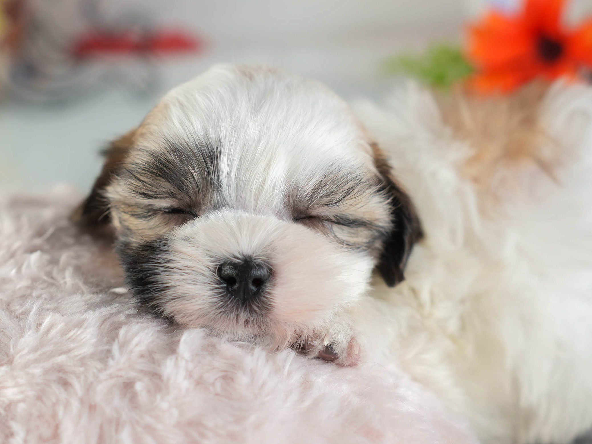 マルズー | 女の子 | ホワイト＆ゴールド | 2026年1月13日