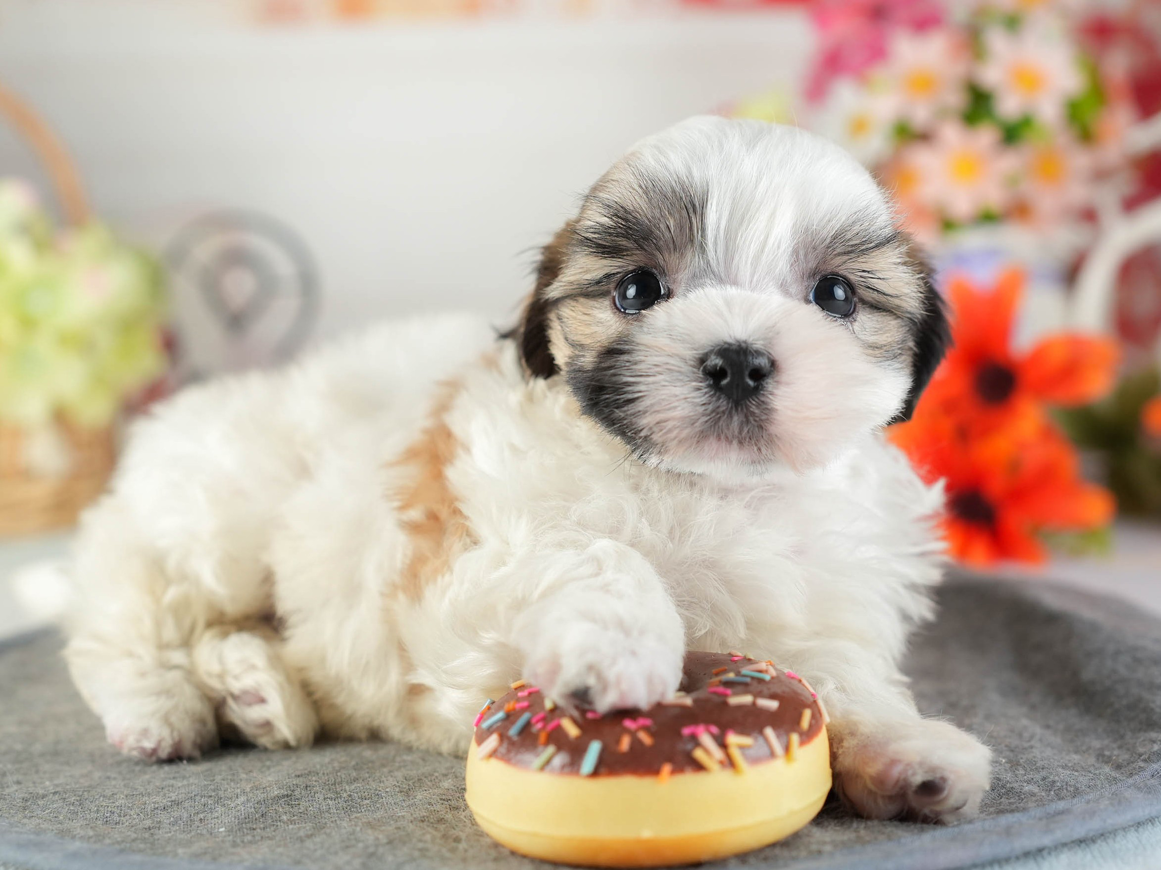 マルズー | 女の子 | ホワイト＆ゴールド | 2026年1月13日