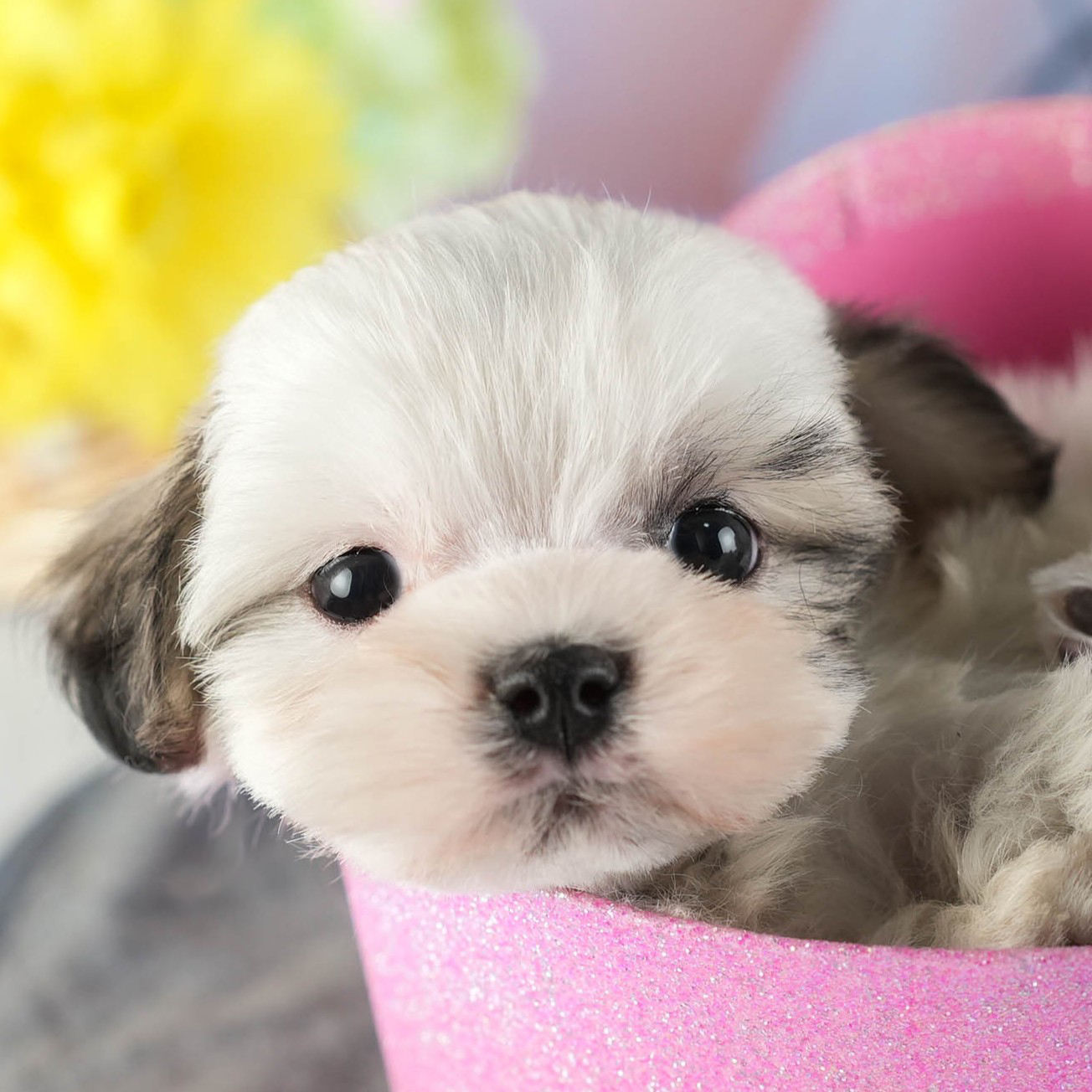 マルズー | 女の子 | ゴールド＆ホワイト | 2026年1月13日