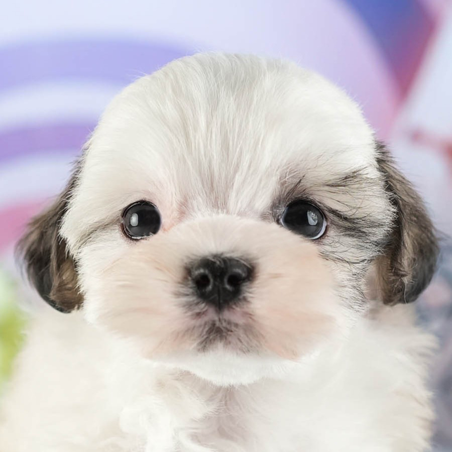 マルズー | 女の子 | ゴールド&ホワイト | 2026年1月13日