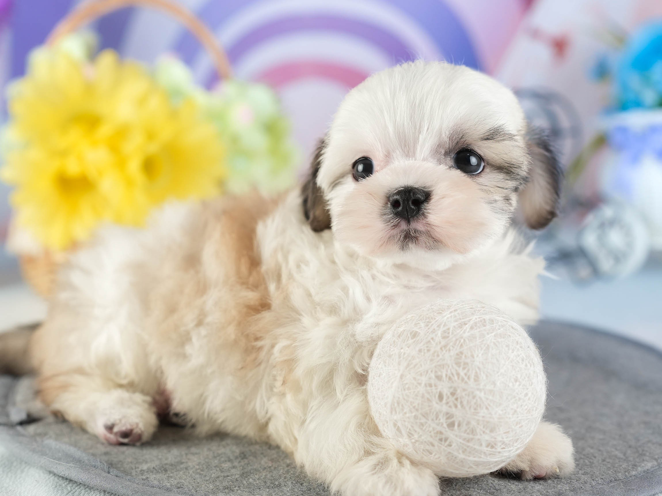 マルズー | 女の子 | ゴールド&ホワイト | 2026年1月13日