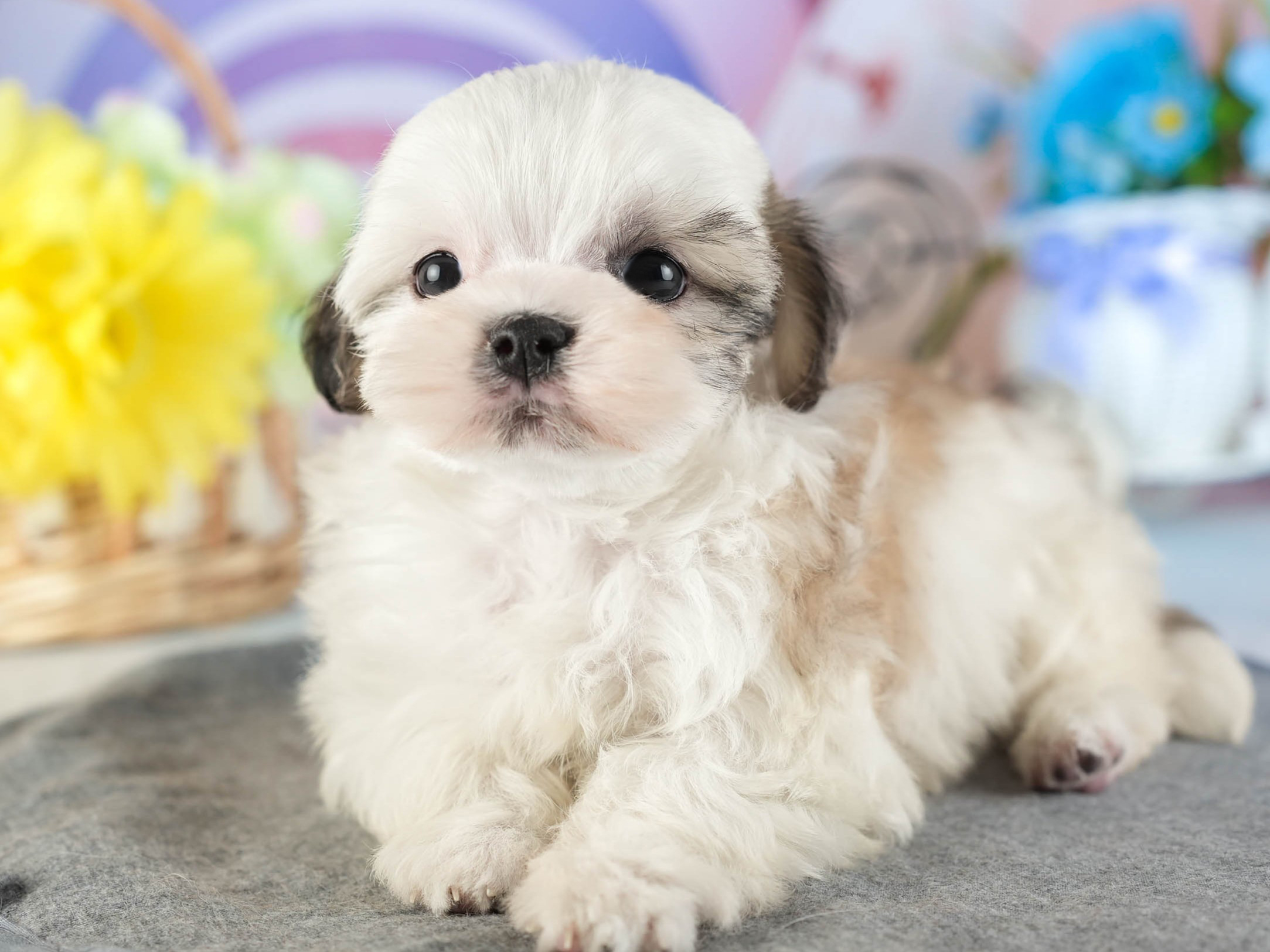 マルズー | 女の子 | ゴールド&ホワイト | 2026年1月13日