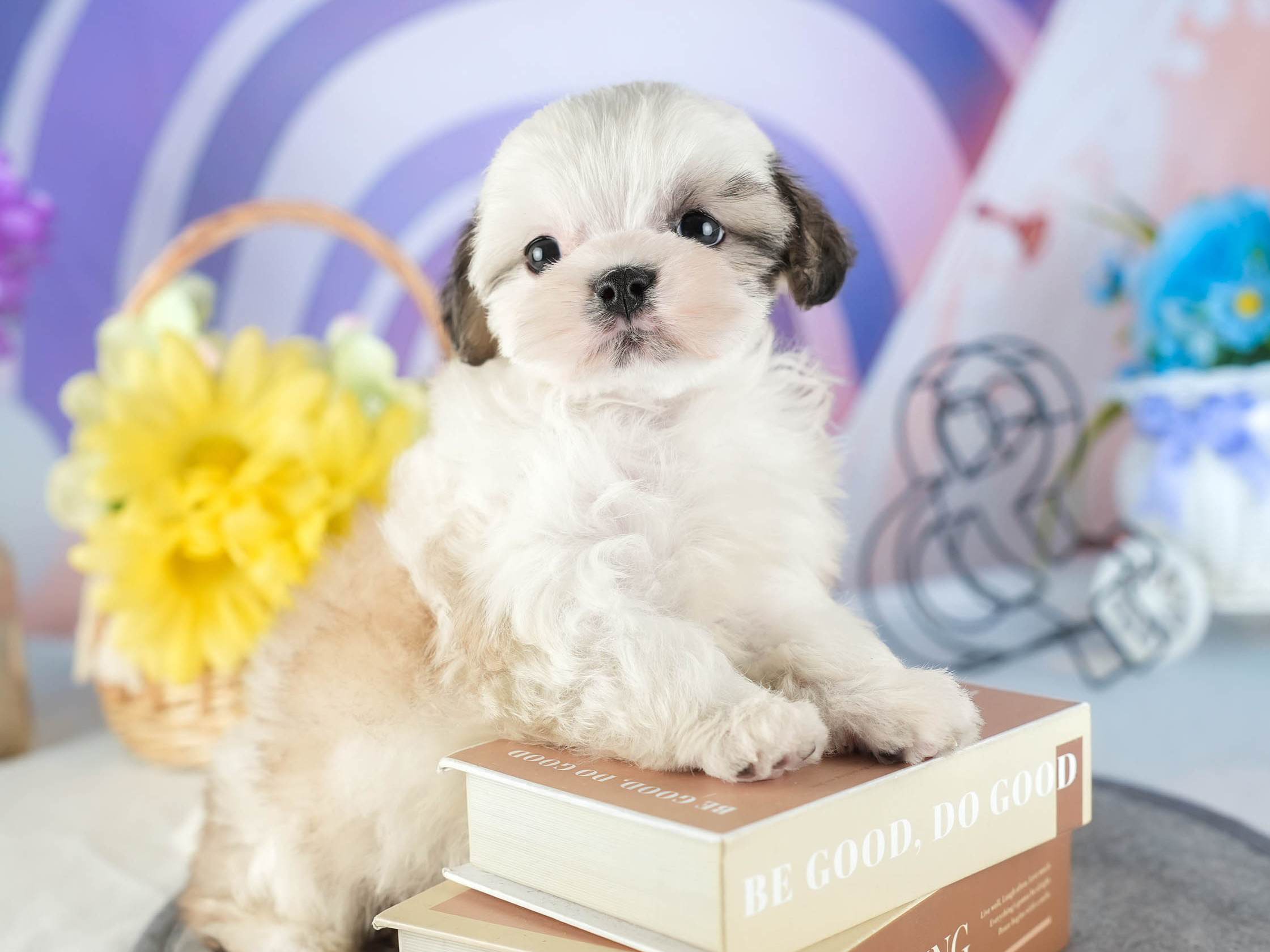 マルズー | 女の子 | ゴールド&ホワイト | 2026年1月13日