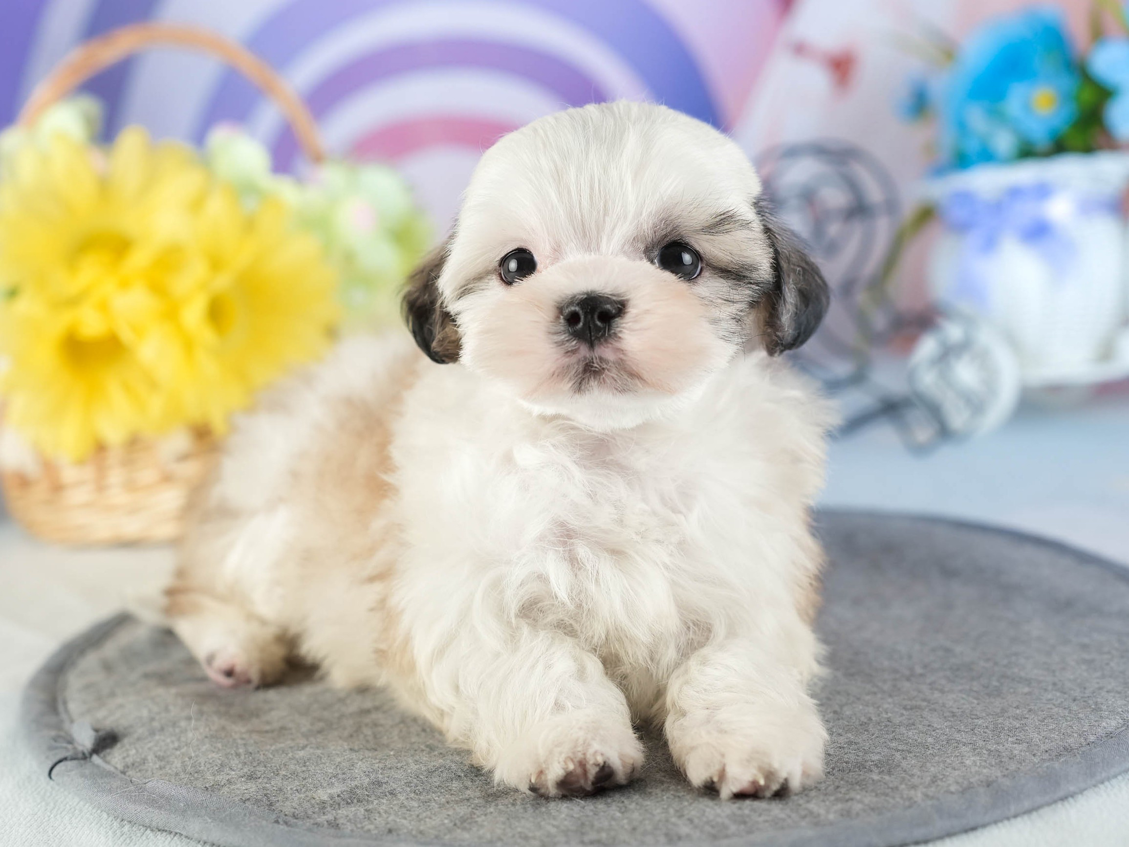 マルズー | 女の子 | ゴールド&ホワイト | 2026年1月13日