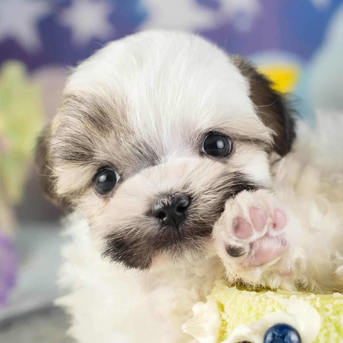 マルズー | 男の子 | ゴールド＆ホワイト | 2026年1月13日