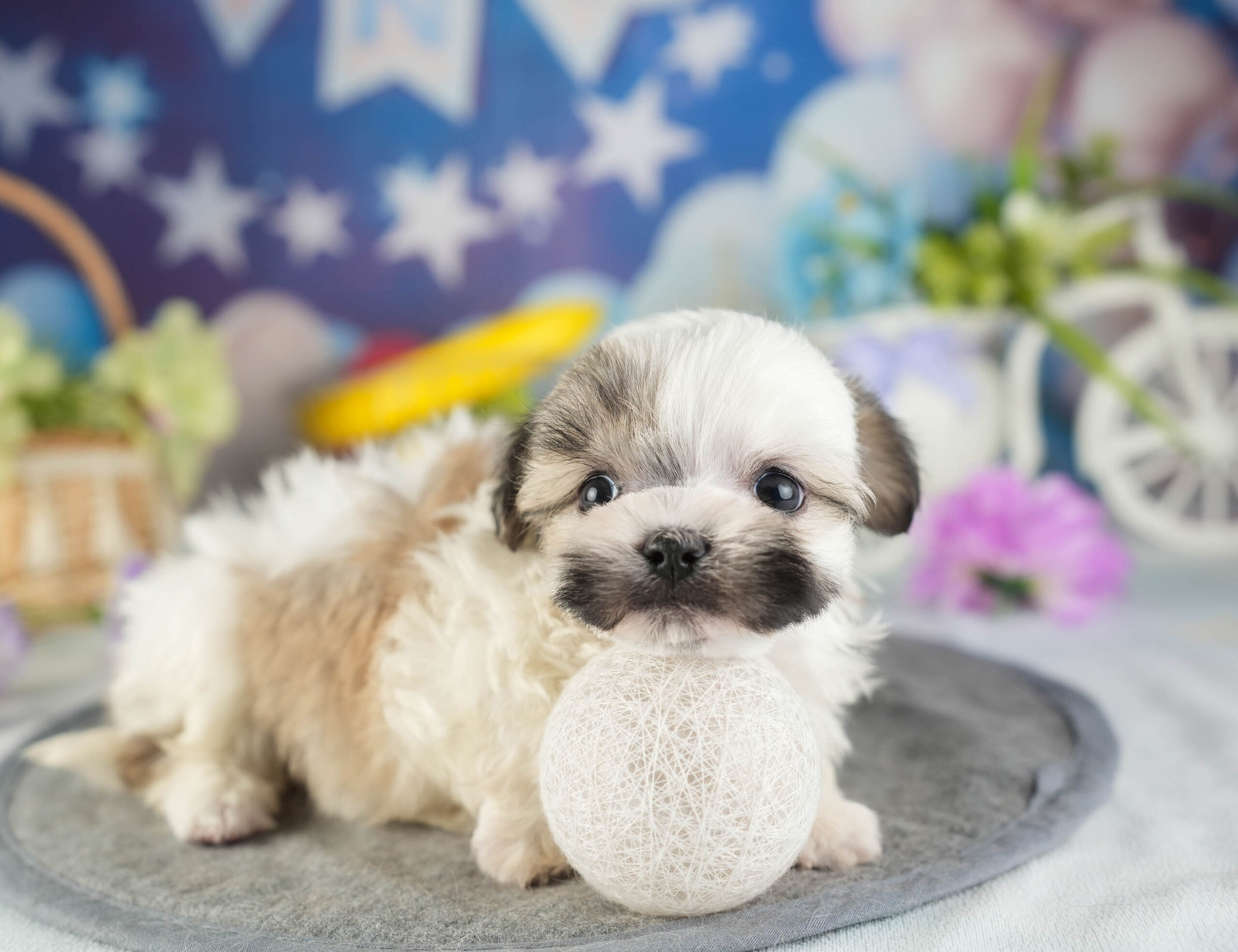 マルズー | 男の子 | ゴールド＆ホワイト | 2026年1月13日