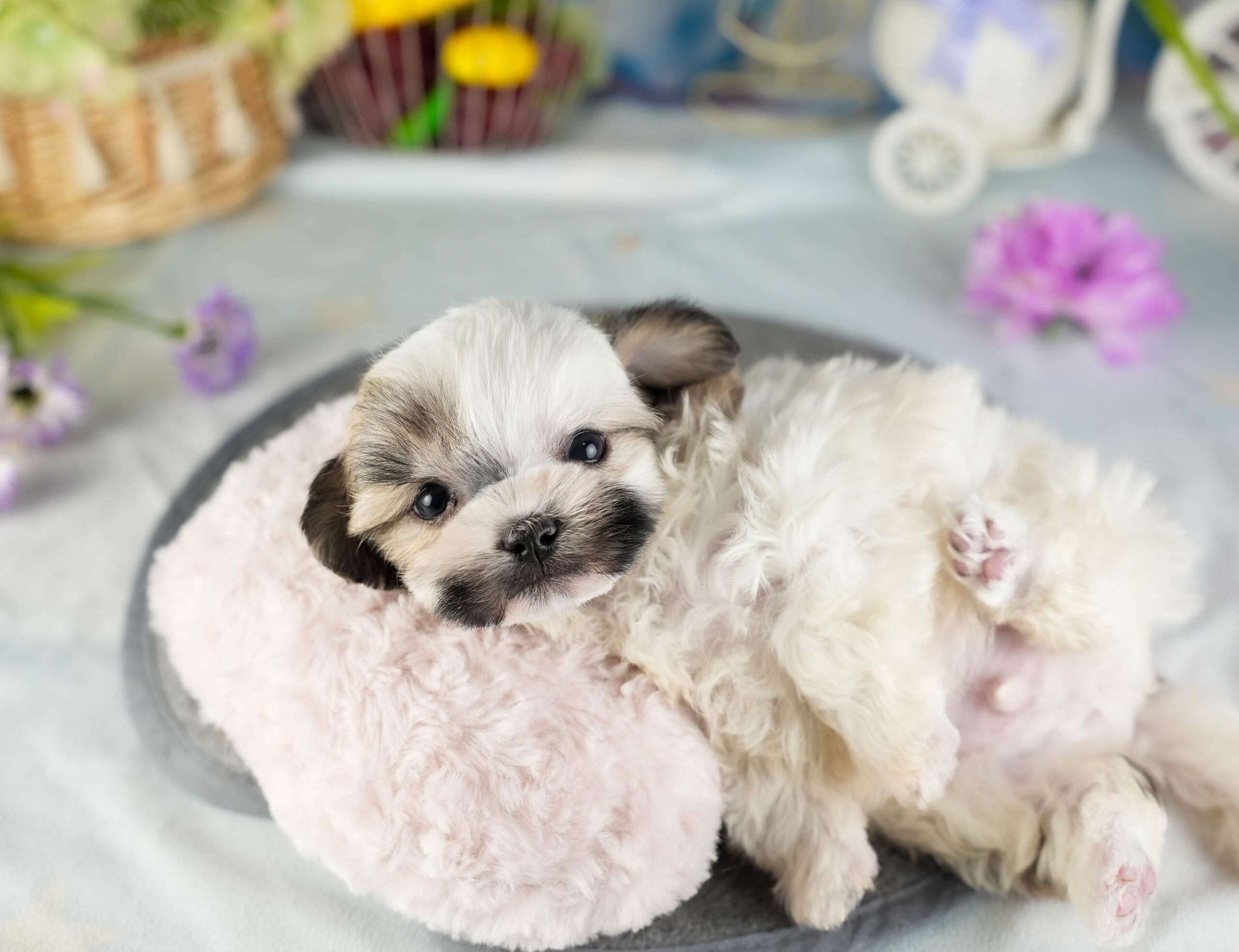 マルズー | 男の子 | ゴールド＆ホワイト | 2026年1月13日