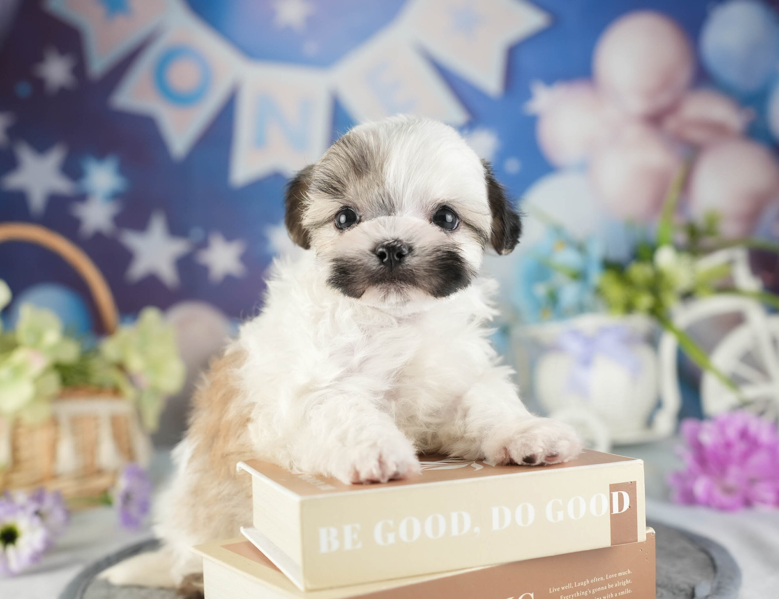 マルズー | 男の子 | ゴールド＆ホワイト | 2026年1月13日